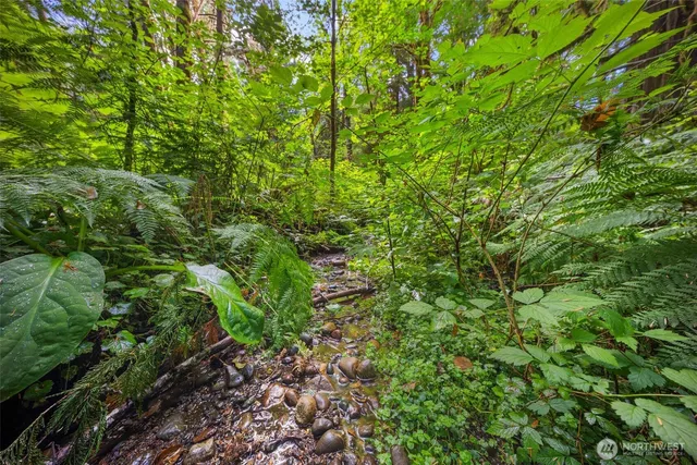 a view of a lush green forest
