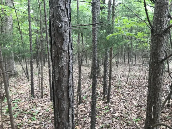 a view of a forest from a yard