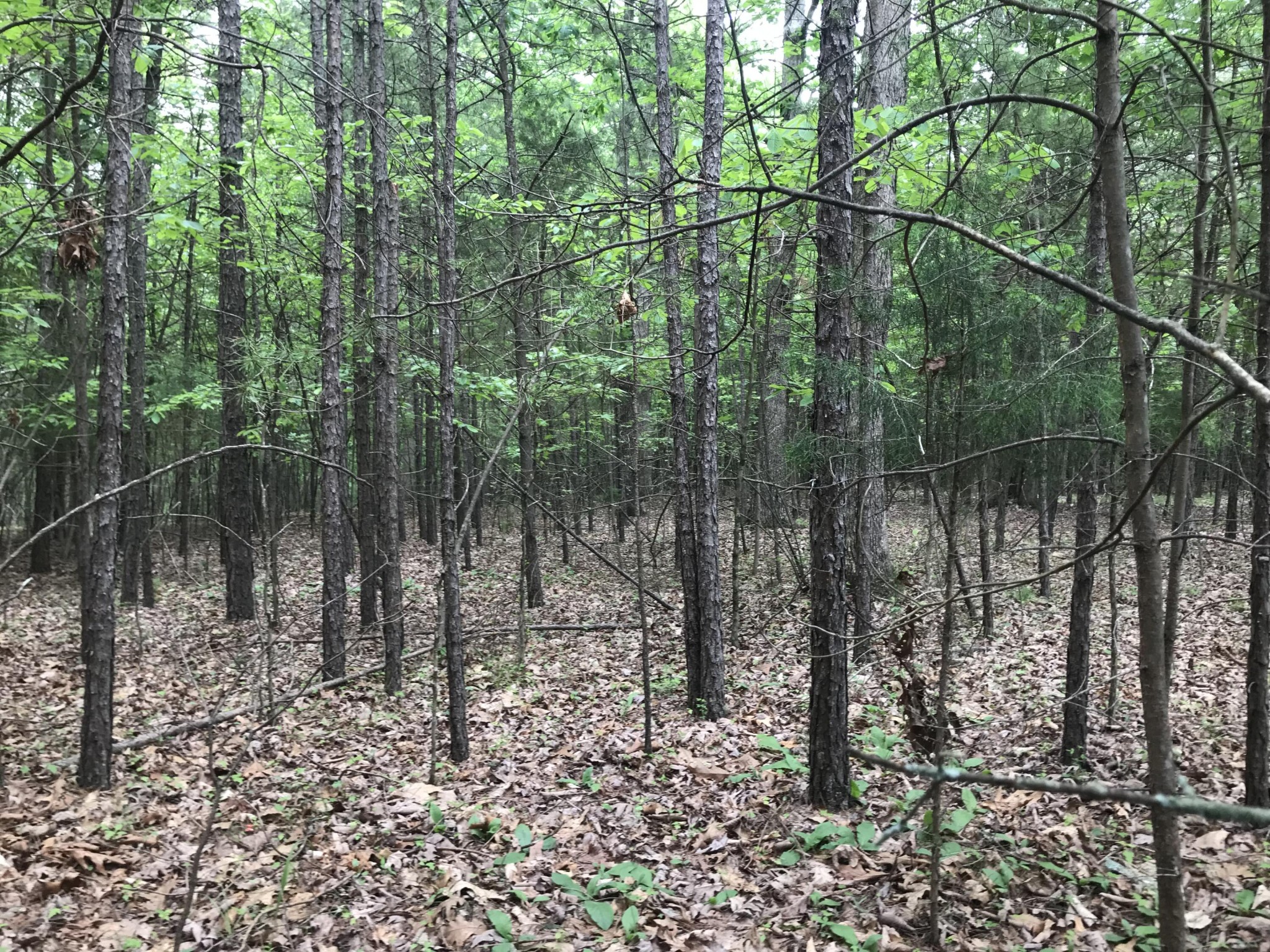 0 Bluff View Drive Dunlap, TN 37327 - Photo 3 of 10 a view of a forest with lots of trees