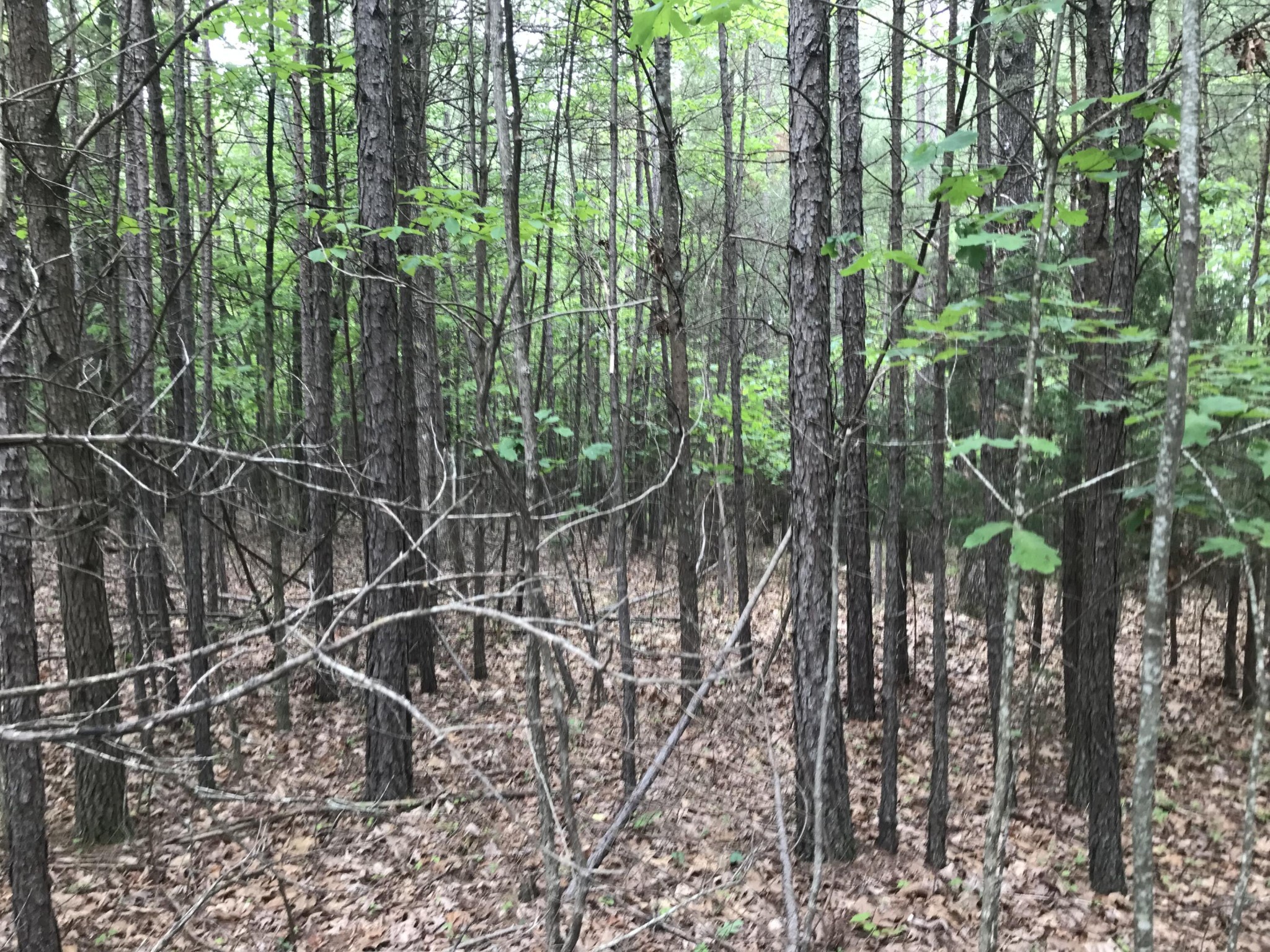 0 Bluff View Drive Dunlap, TN 37327 - Photo 4 of 10 a backyard of a house with lots of green space and a lake view