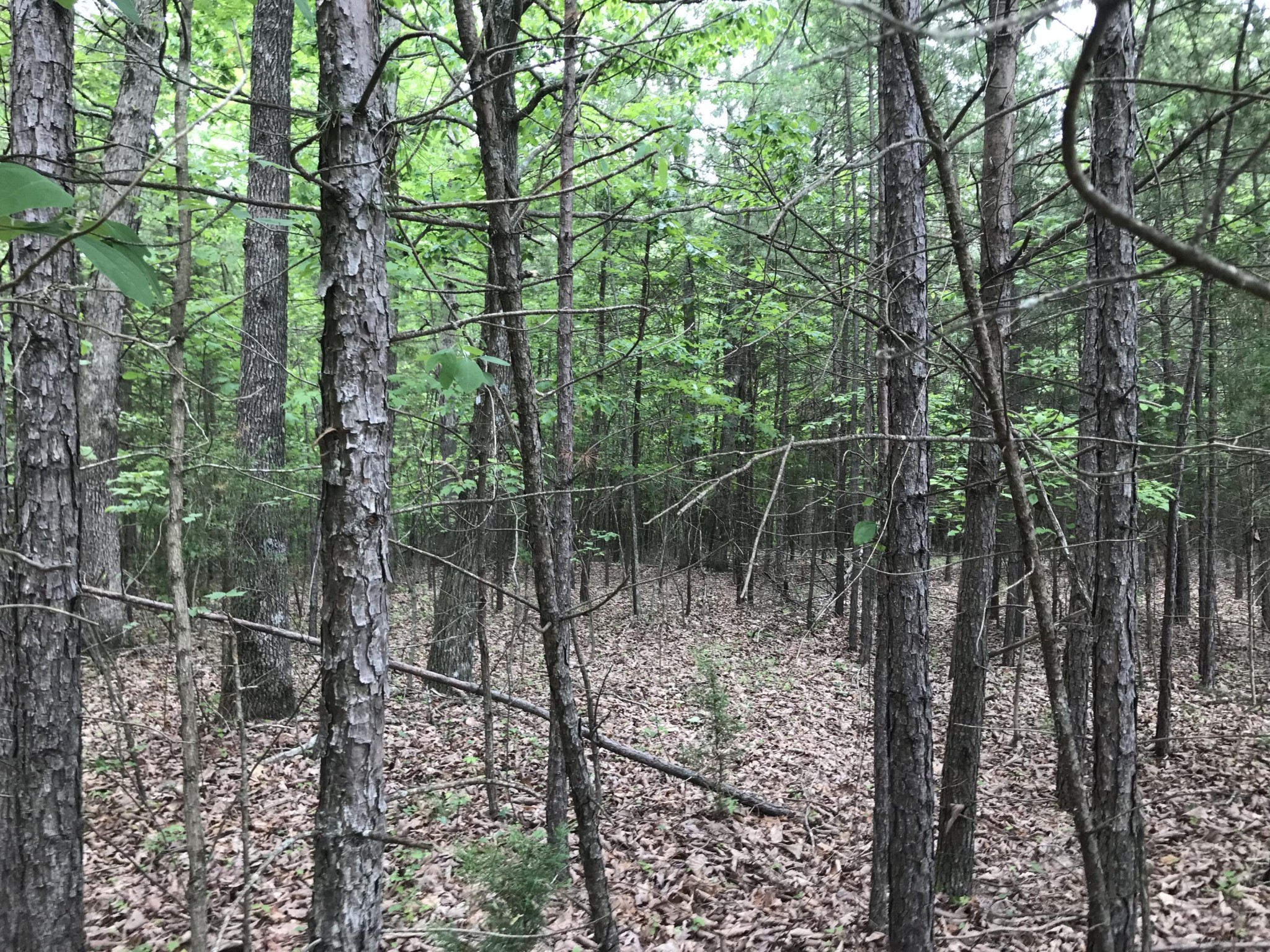 0 Bluff View Drive Dunlap, TN 37327 - Photo 5 of 10 a view of a forest with trees