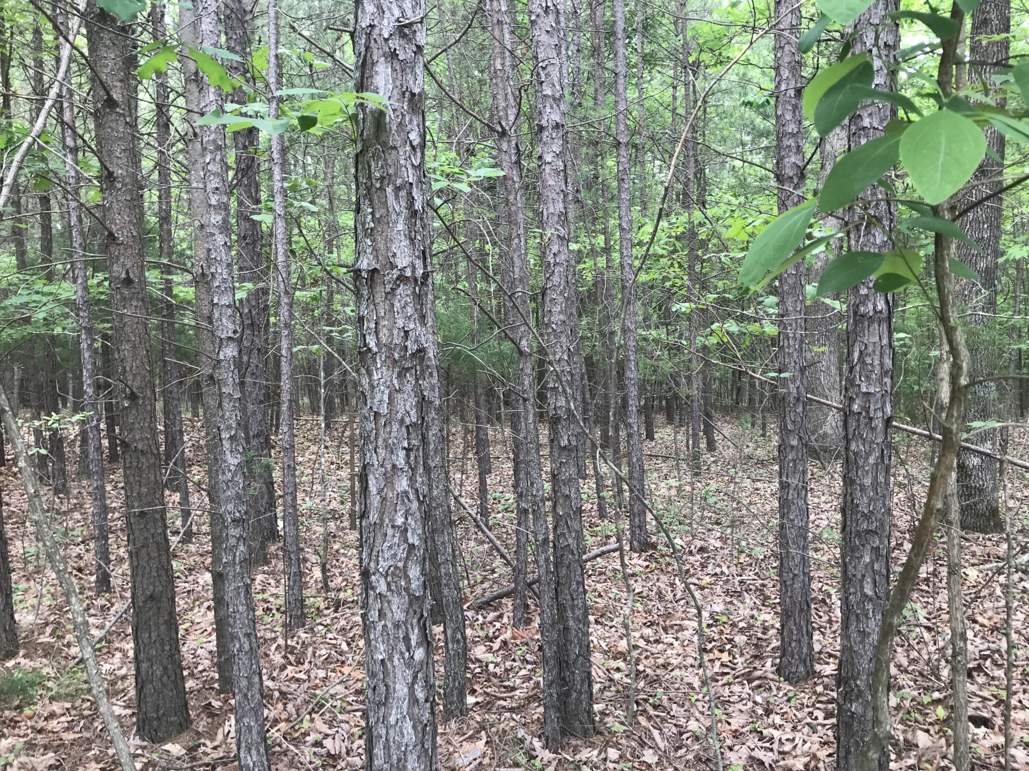 0 Bluff View Drive Dunlap, TN 37327 - Photo 6 of 10 a view of outdoor space and garden