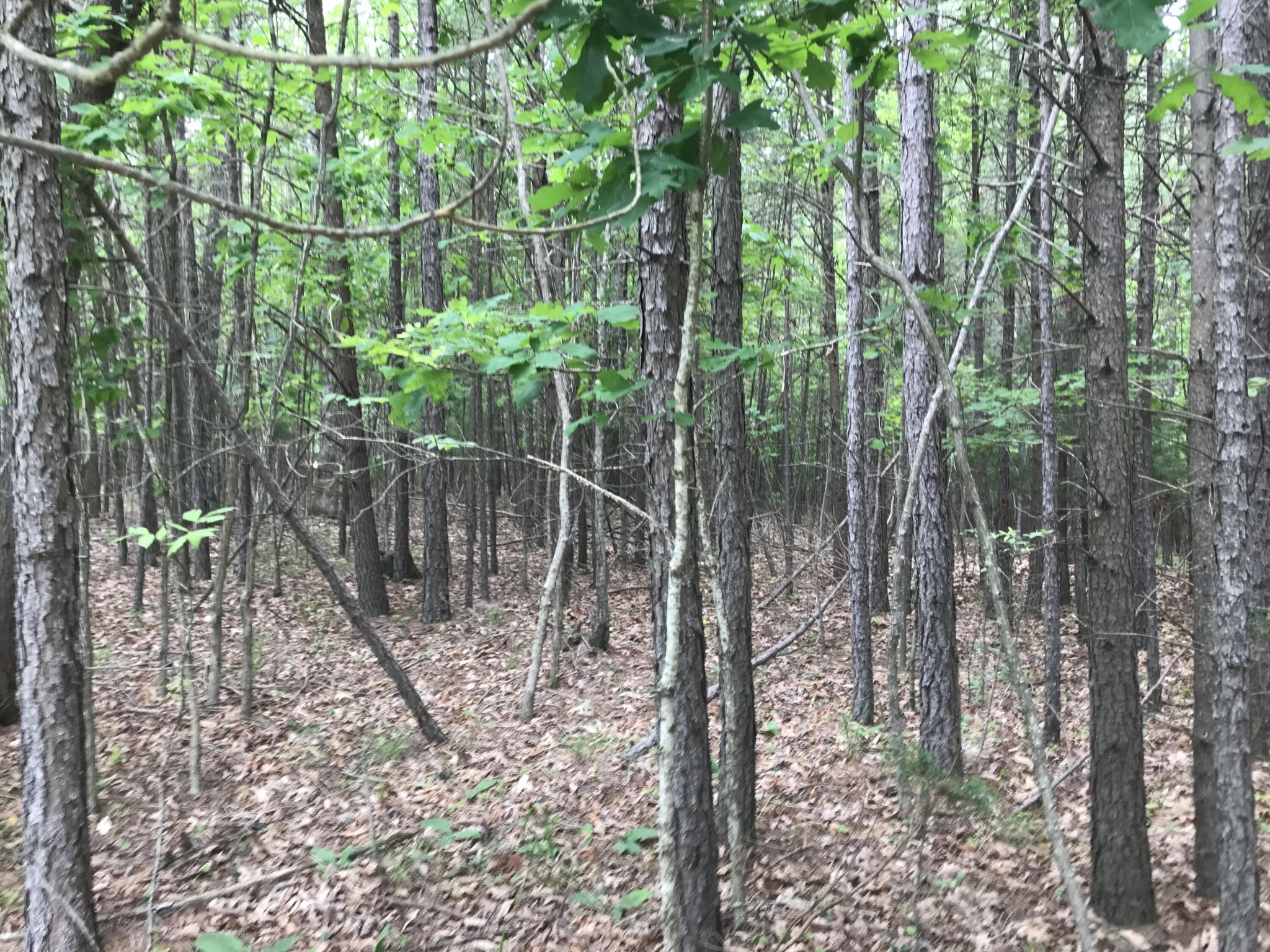 0 Bluff View Drive Dunlap, TN 37327 - Photo 7 of 10 a backyard of a house with lots of green space