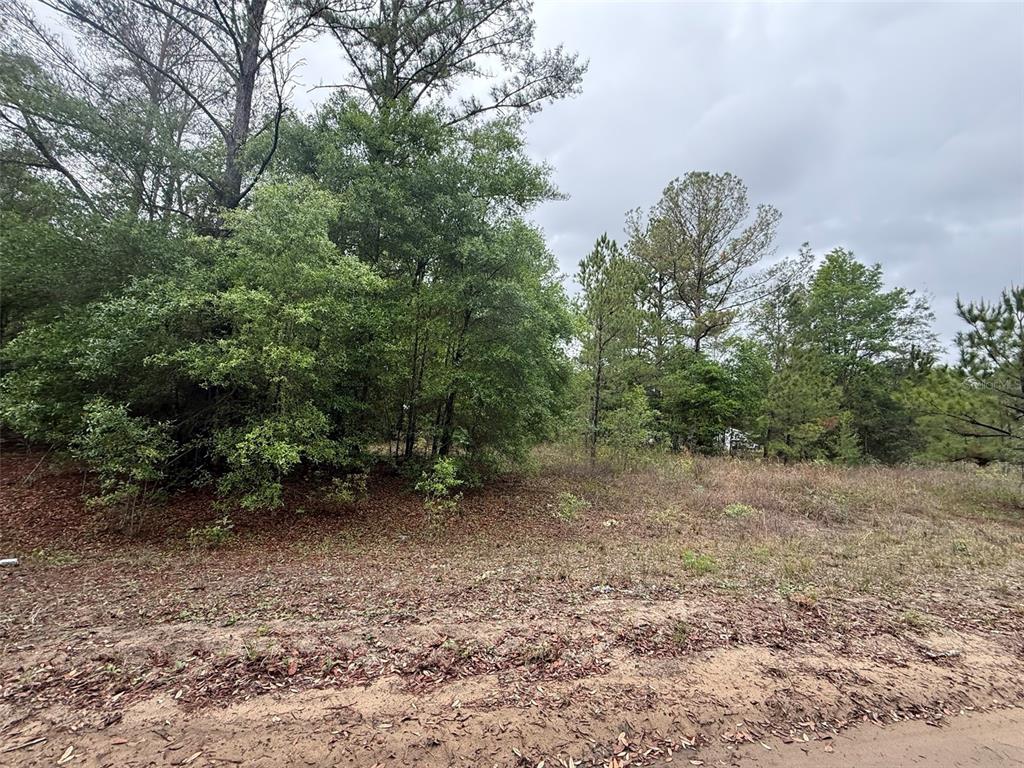 Maltas Avenue Interlachen, FL 32148 - Photo 2 of 9 a view of a forest with trees in the background