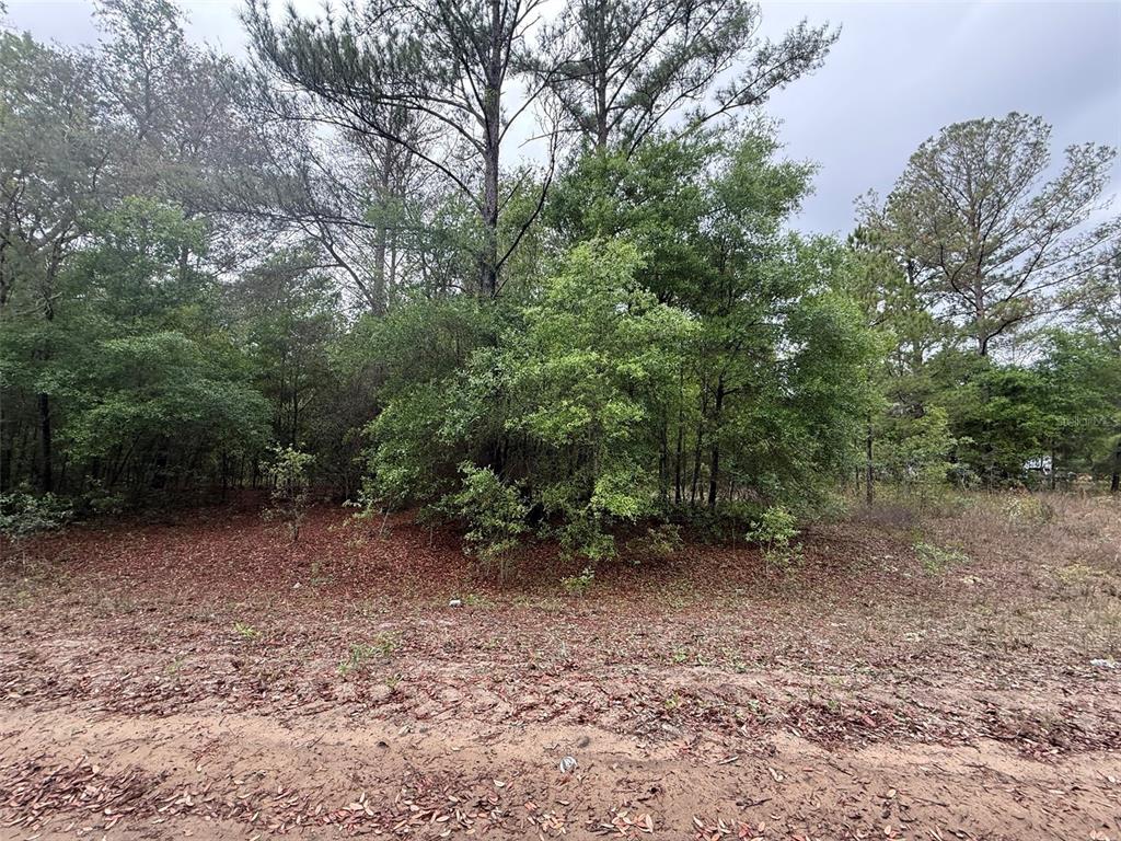 Maltas Avenue Interlachen, FL 32148 - Photo 3 of 9 a view of a forest with trees in the background