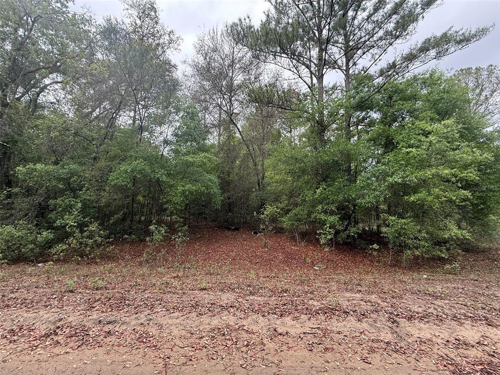 Maltas Avenue Interlachen, FL 32148 - Photo 6 of 9 a view of a forest with trees in the background