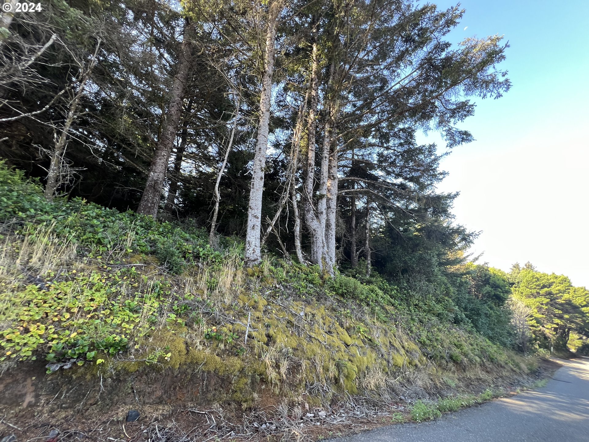 Mutts Gold Beach, OR 97444 - Photo 6 of 22 a view of a yard with plants and large trees