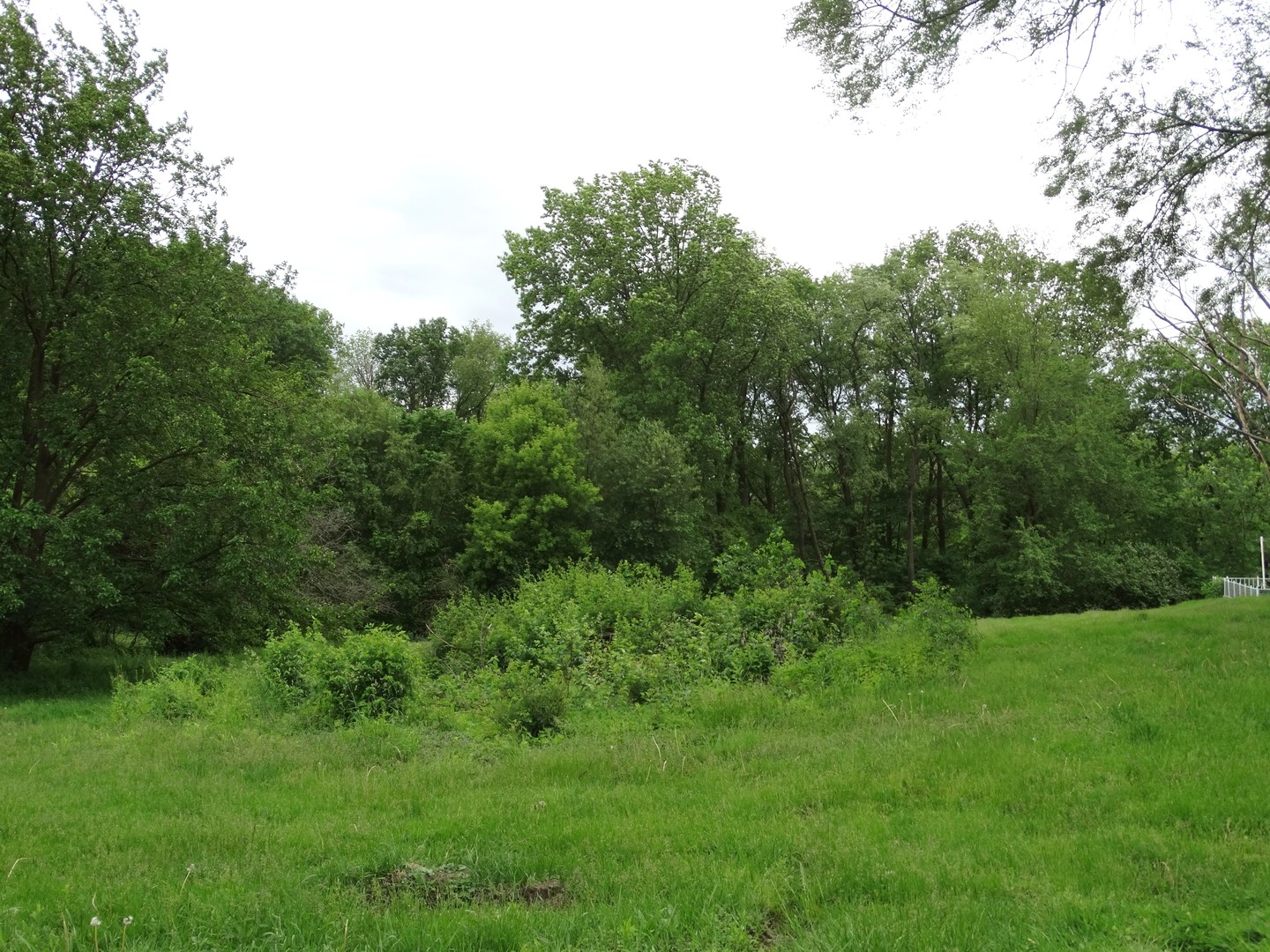 a view of a lush green space