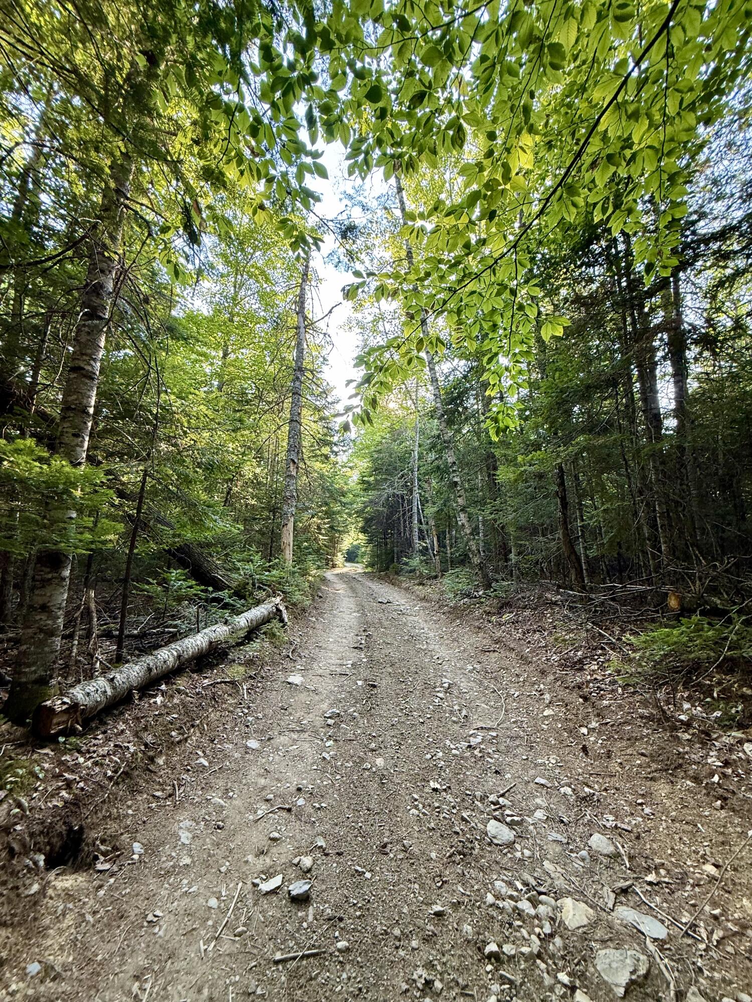 Tbd Democrat Ridge Road Waite, ME 04492 - Photo 24 of 29 Road to Patten Pond