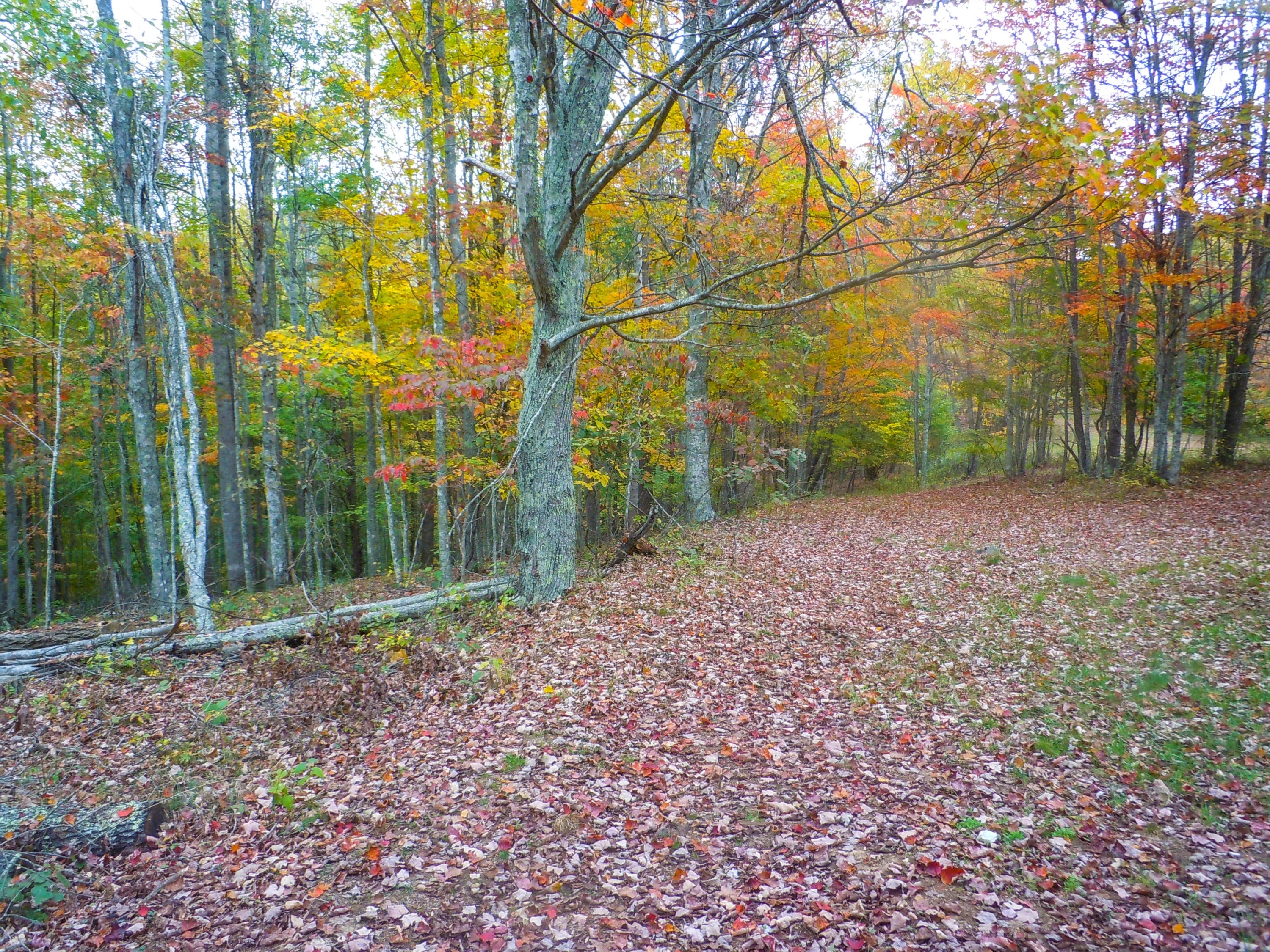 455 Bruce Allen Road Hinton, WV 25951 - Photo 6 of 11 Gallery Image 6