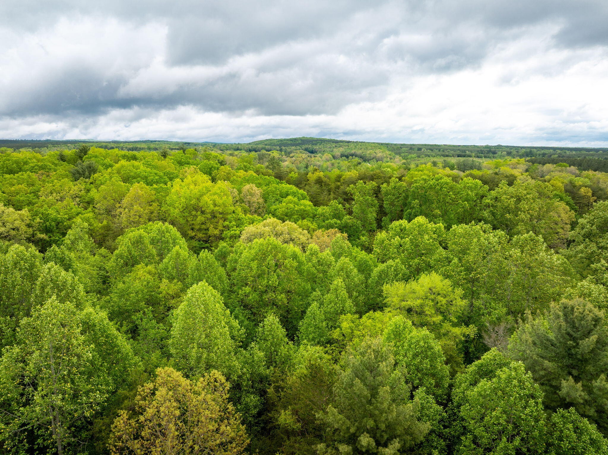 0 Blain Smith Road Graysville, TN 37338 - Photo 6 of 8 a view of a yard with an outdoor space