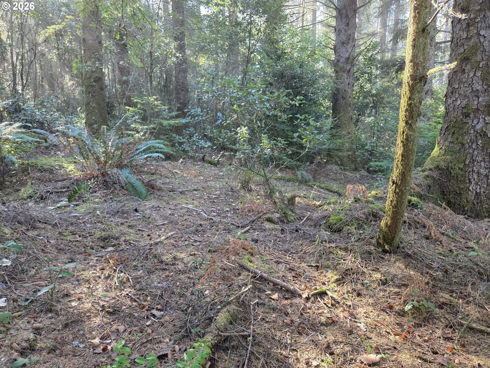 Greggs Creek Road, Unit 300 Gold Beach, OR 97444 - Photo 11 of 43 a view of a forest with trees in the background
