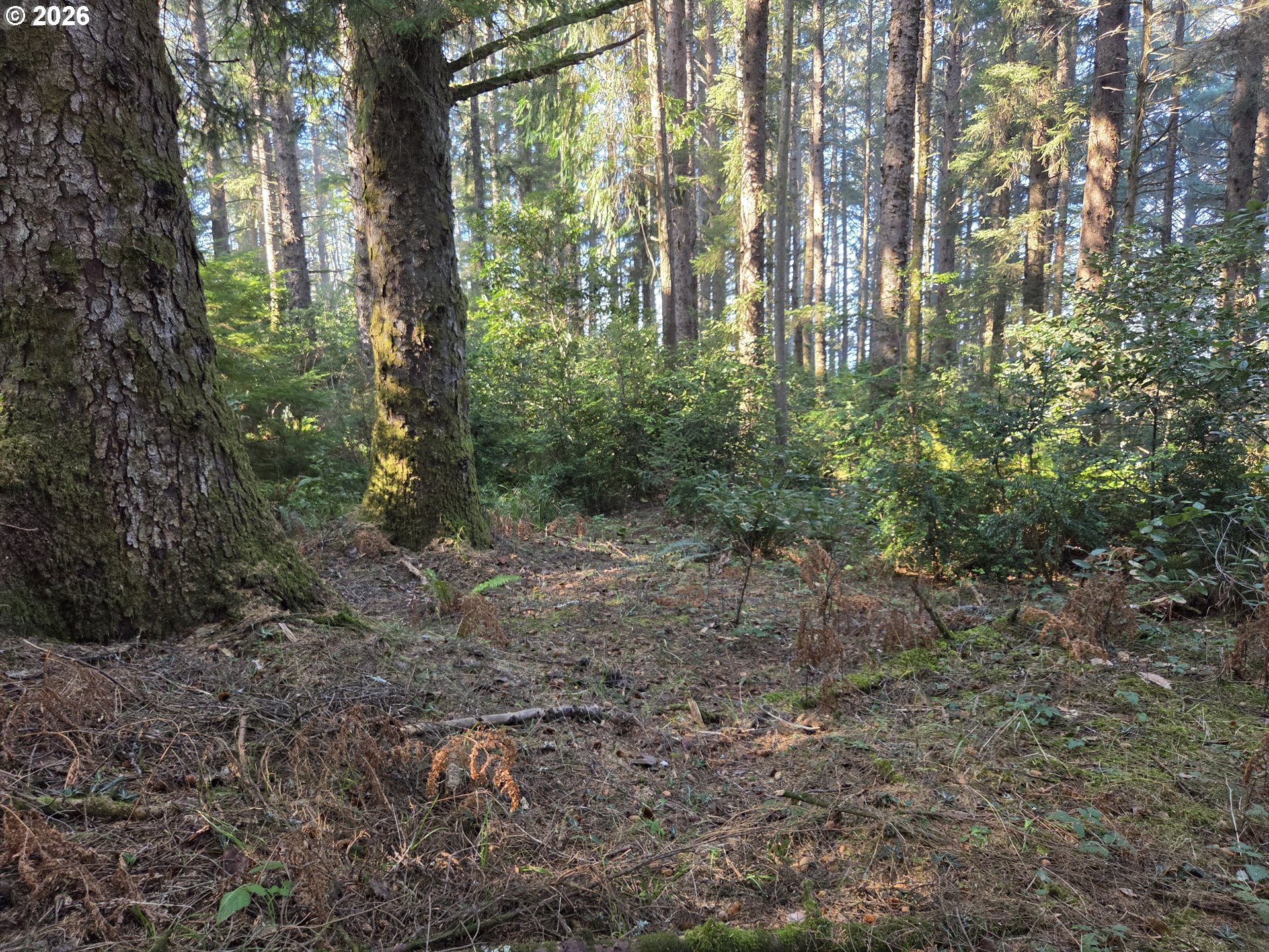 Greggs Creek Road, Unit 300 Gold Beach, OR 97444 - Photo 12 of 43 a view of a forest that has large trees