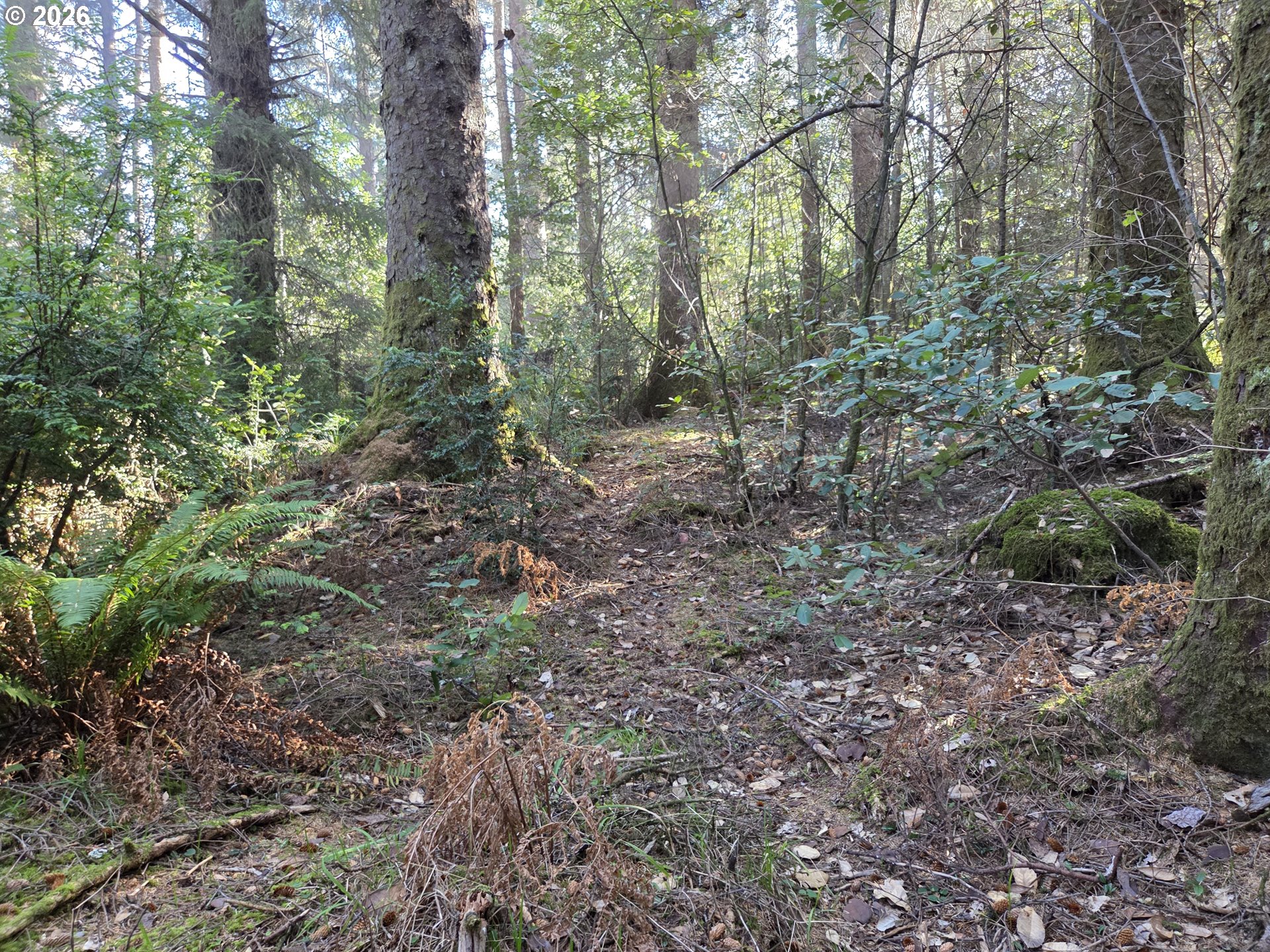 Greggs Creek Road, Unit 300 Gold Beach, OR 97444 - Photo 13 of 43 a view of a forest with trees in the background