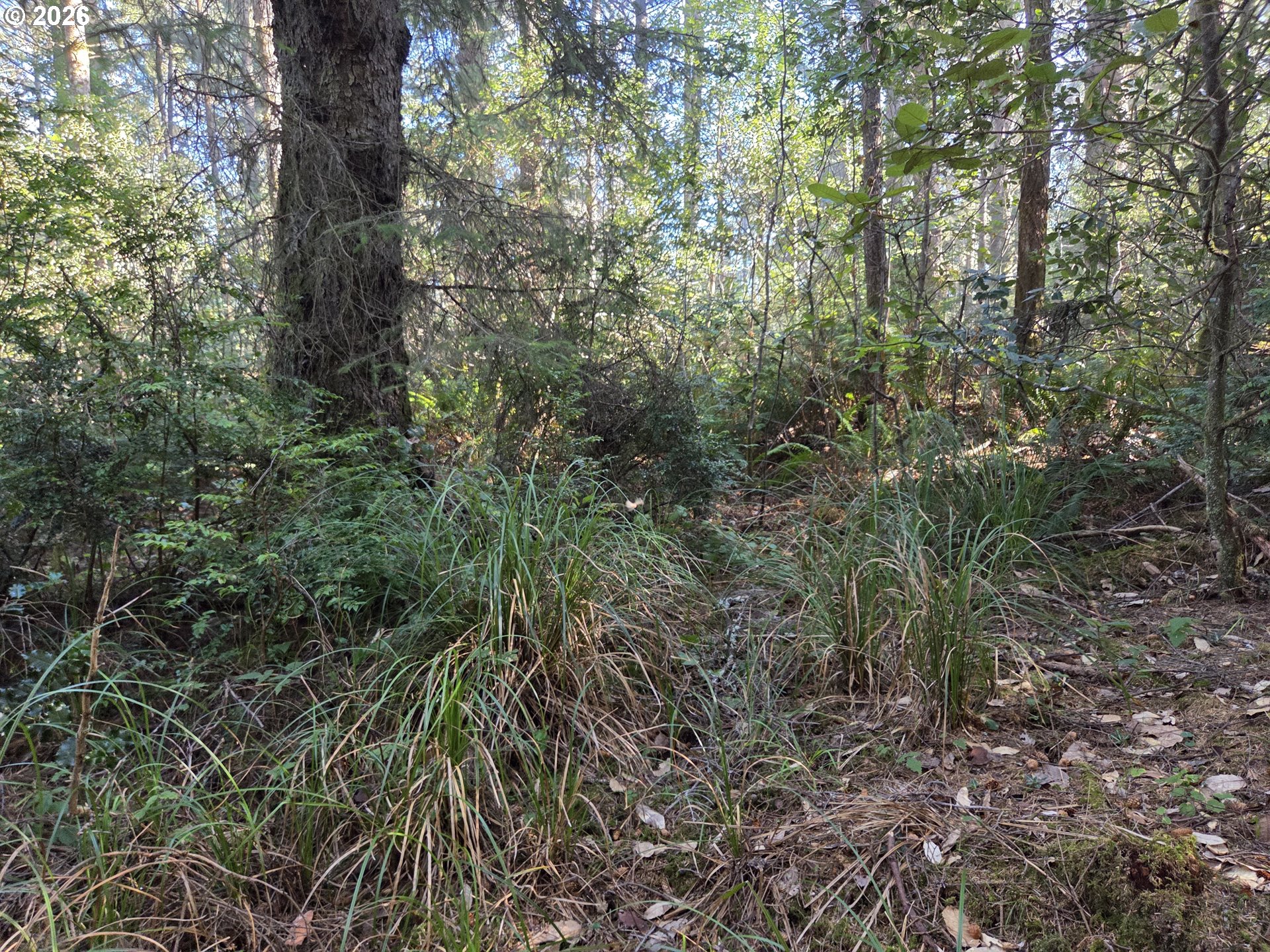 Greggs Creek Road, Unit 300 Gold Beach, OR 97444 - Photo 14 of 43 a view of a forest with lots of trees