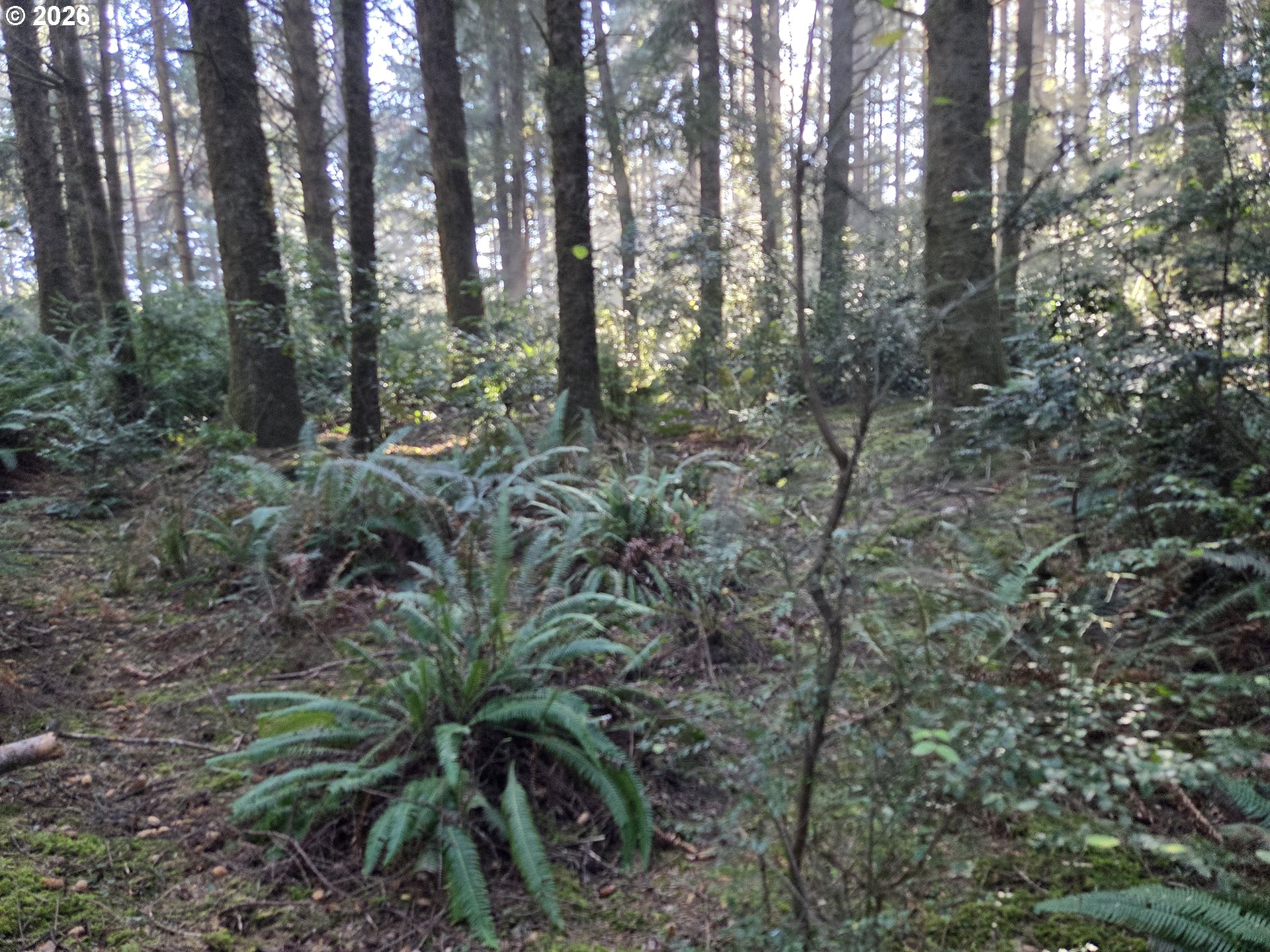 Greggs Creek Road, Unit 300 Gold Beach, OR 97444 - Photo 19 of 43 a view of forest
