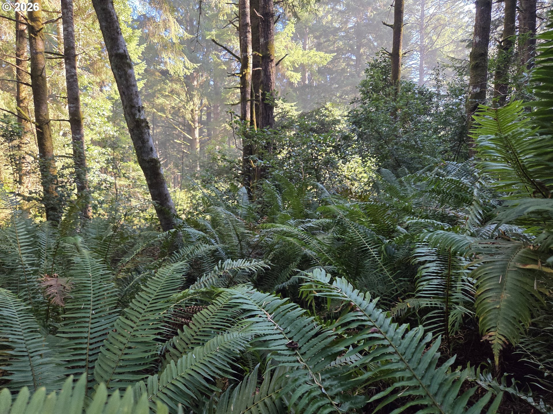 Greggs Creek Road, Unit 300 Gold Beach, OR 97444 - Photo 20 of 43 a view of a forest