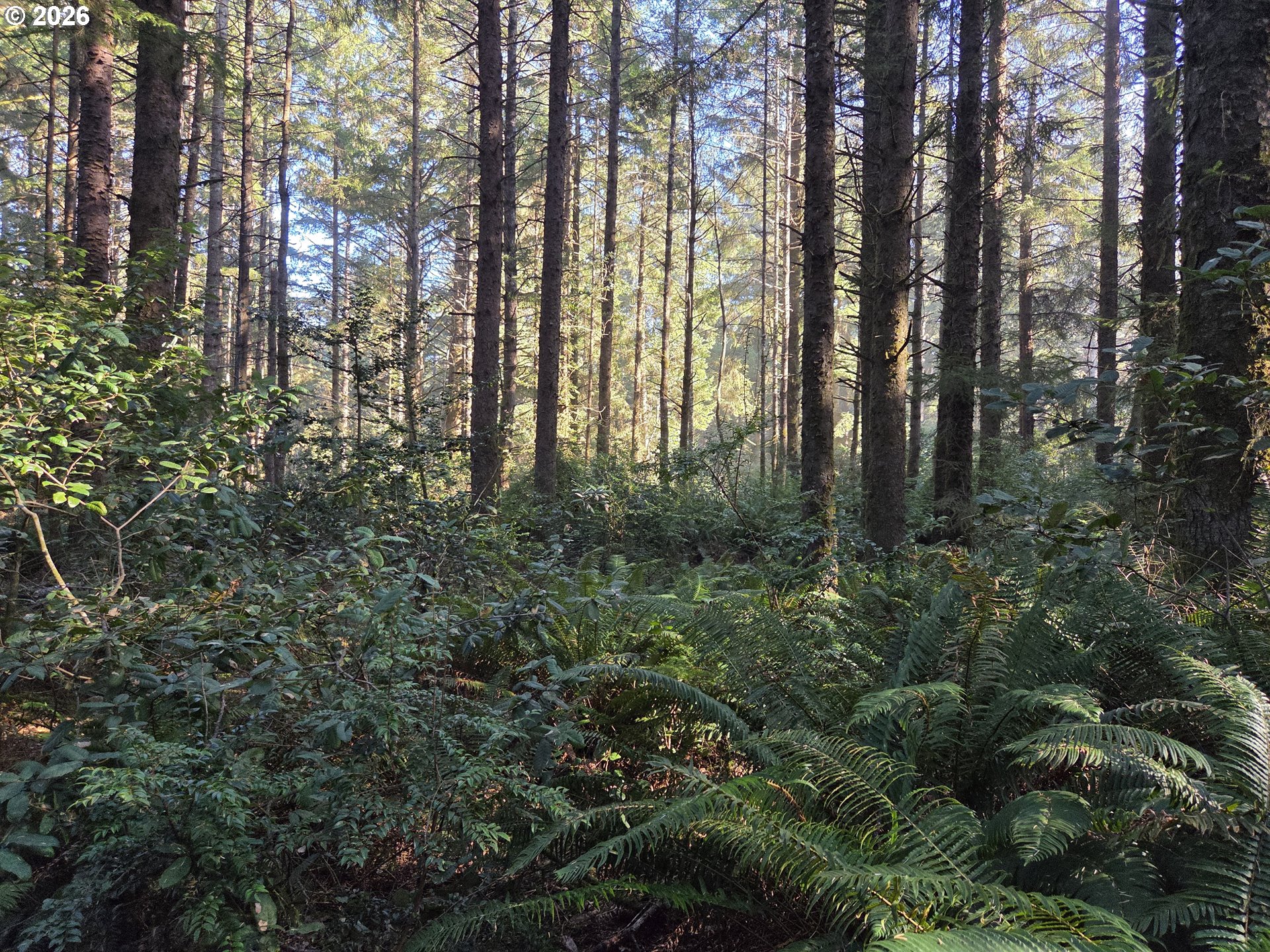 Greggs Creek Road, Unit 300 Gold Beach, OR 97444 - Photo 2 of 43 a view of forest