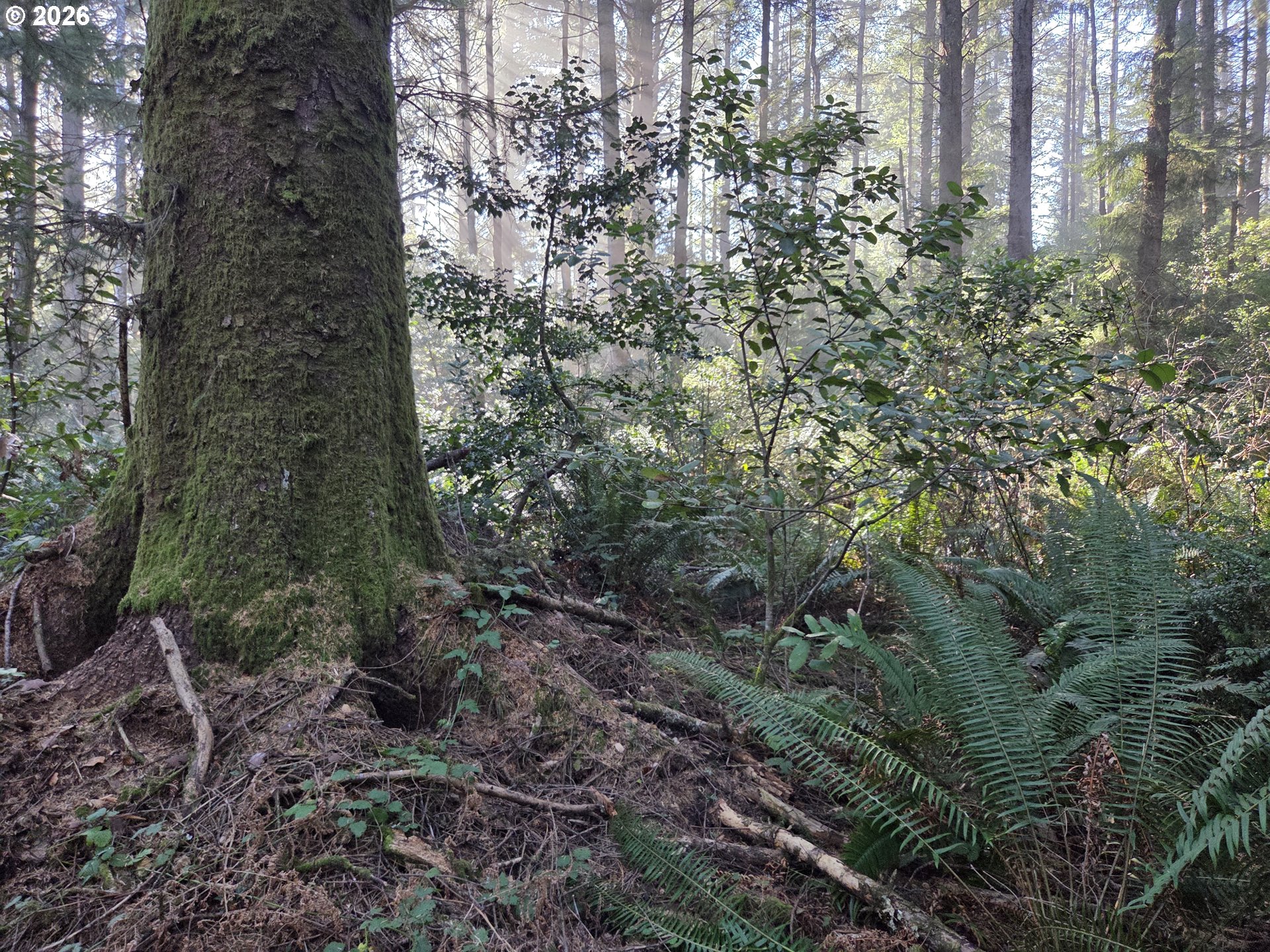 Greggs Creek Road, Unit 300 Gold Beach, OR 97444 - Photo 21 of 43 a view of a forest with lots of trees