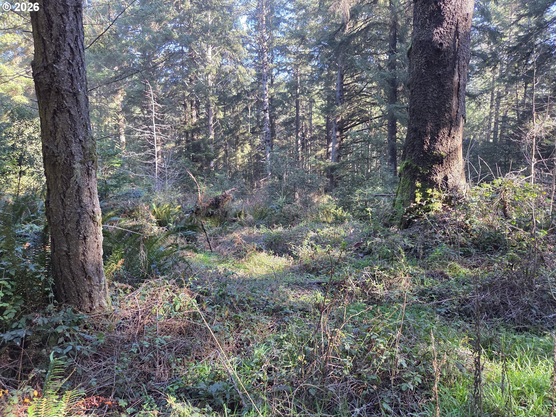 Greggs Creek Road, Unit 300 Gold Beach, OR 97444 - Photo 22 of 43 a view of a forest with trees