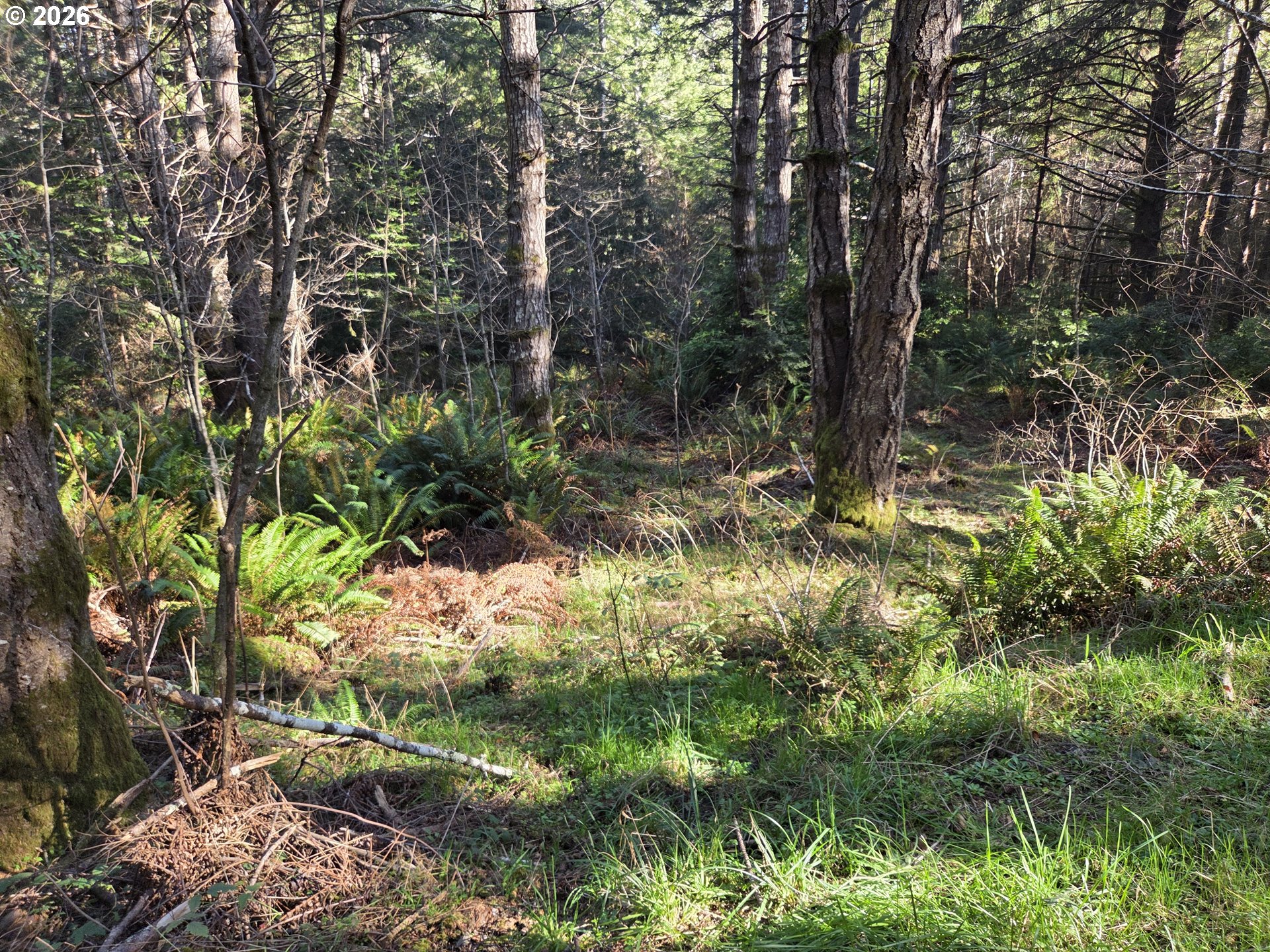 Greggs Creek Road, Unit 300 Gold Beach, OR 97444 - Photo 24 of 43 a view of a tree in a yard