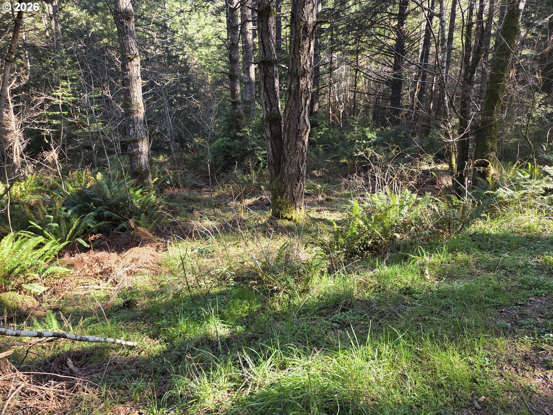 Greggs Creek Road, Unit 300 Gold Beach, OR 97444 - Photo 25 of 43 a view of a tree with a yard