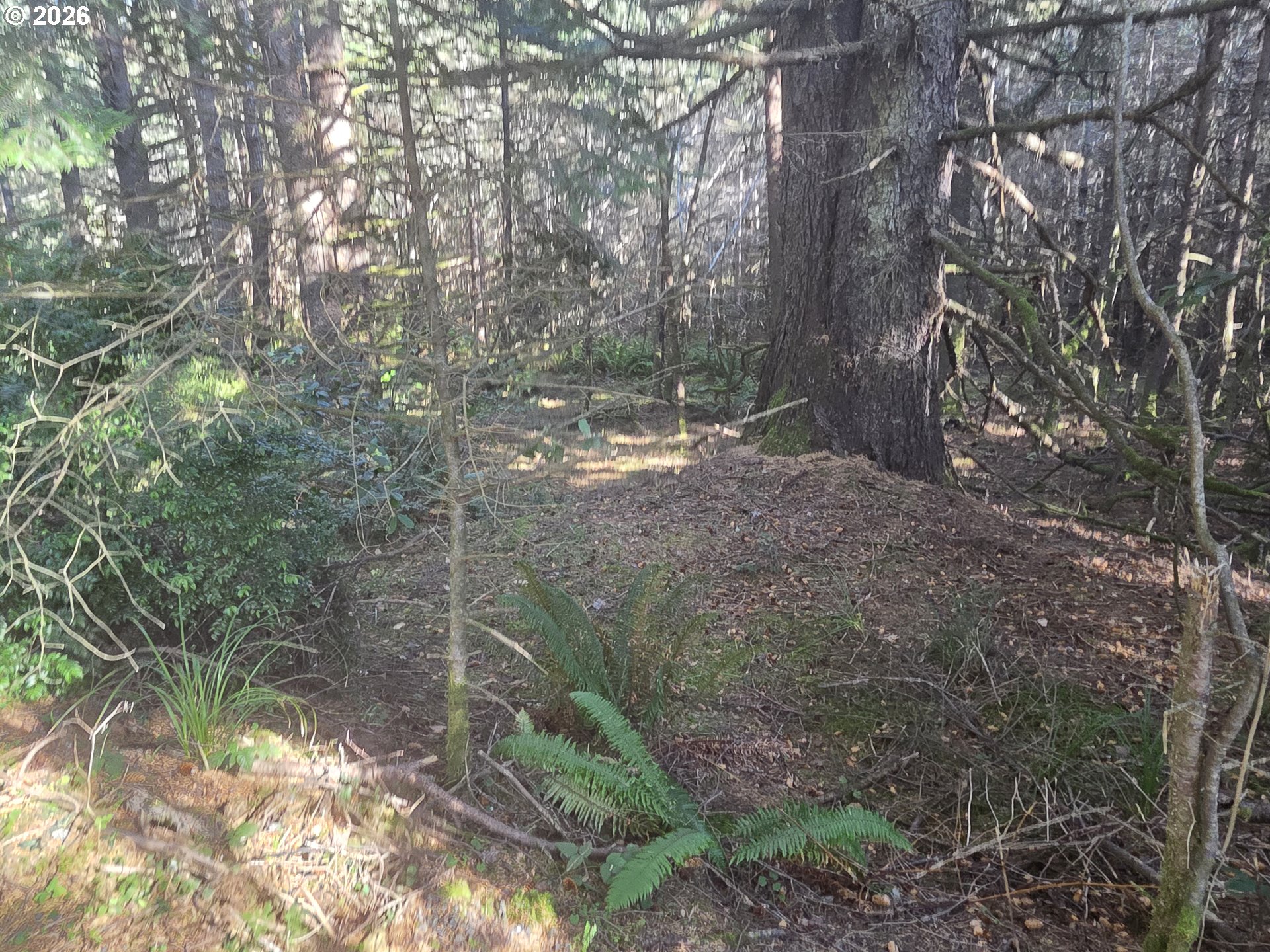 Greggs Creek Road, Unit 300 Gold Beach, OR 97444 - Photo 27 of 43 a backyard of a house with lots of green space