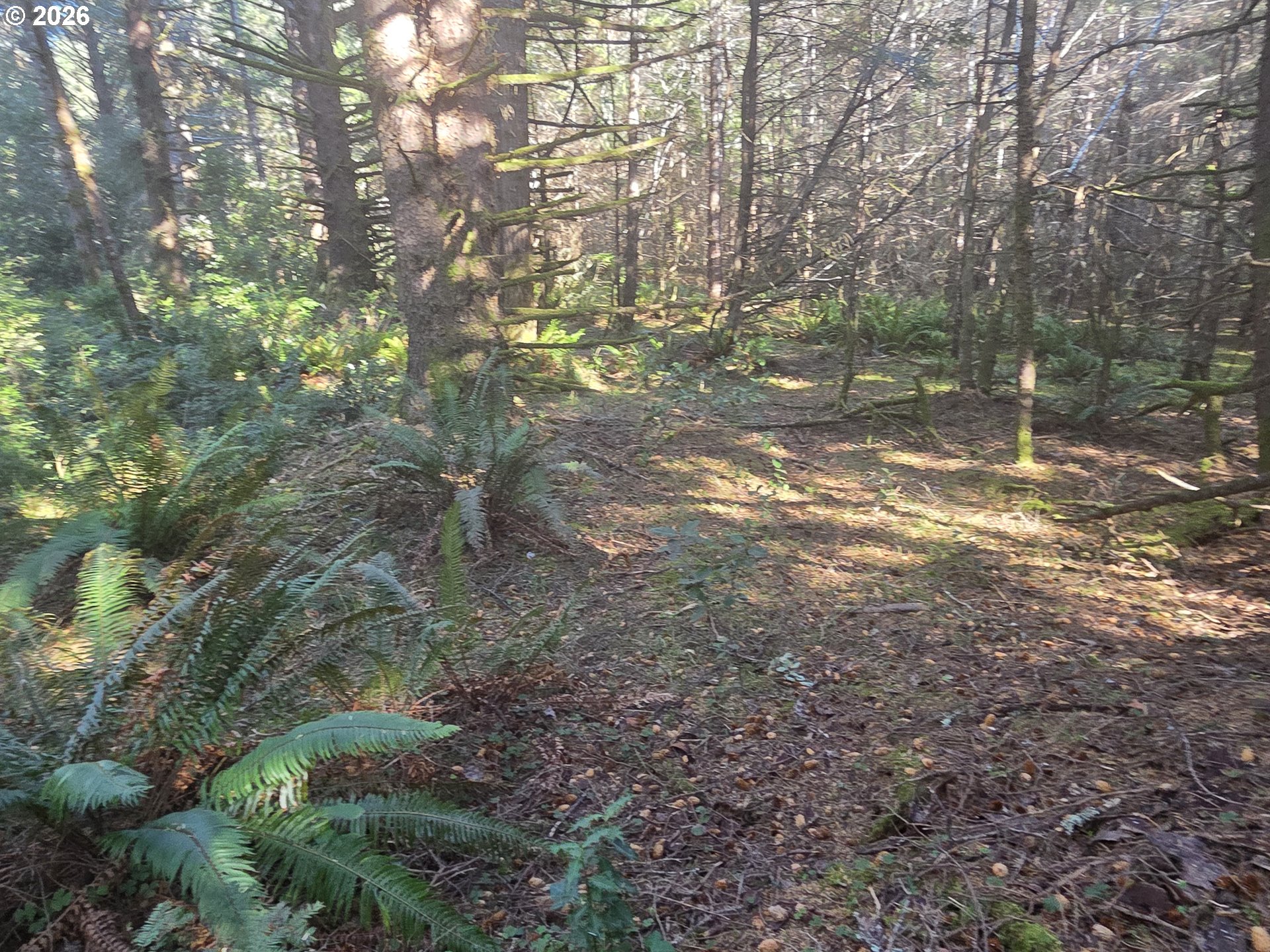 Greggs Creek Road, Unit 300 Gold Beach, OR 97444 - Photo 28 of 43 a view of forest
