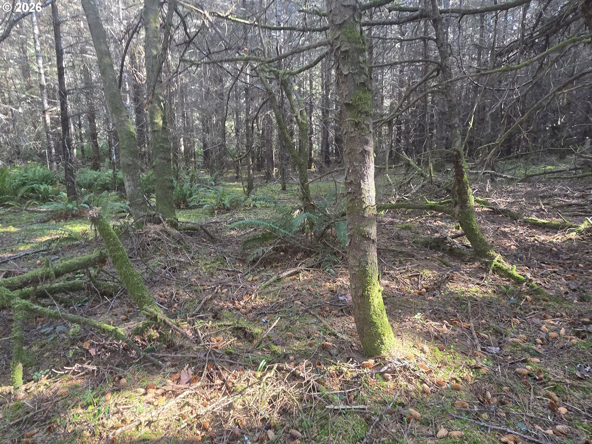 Greggs Creek Road, Unit 300 Gold Beach, OR 97444 - Photo 29 of 43 a view of a forest with trees