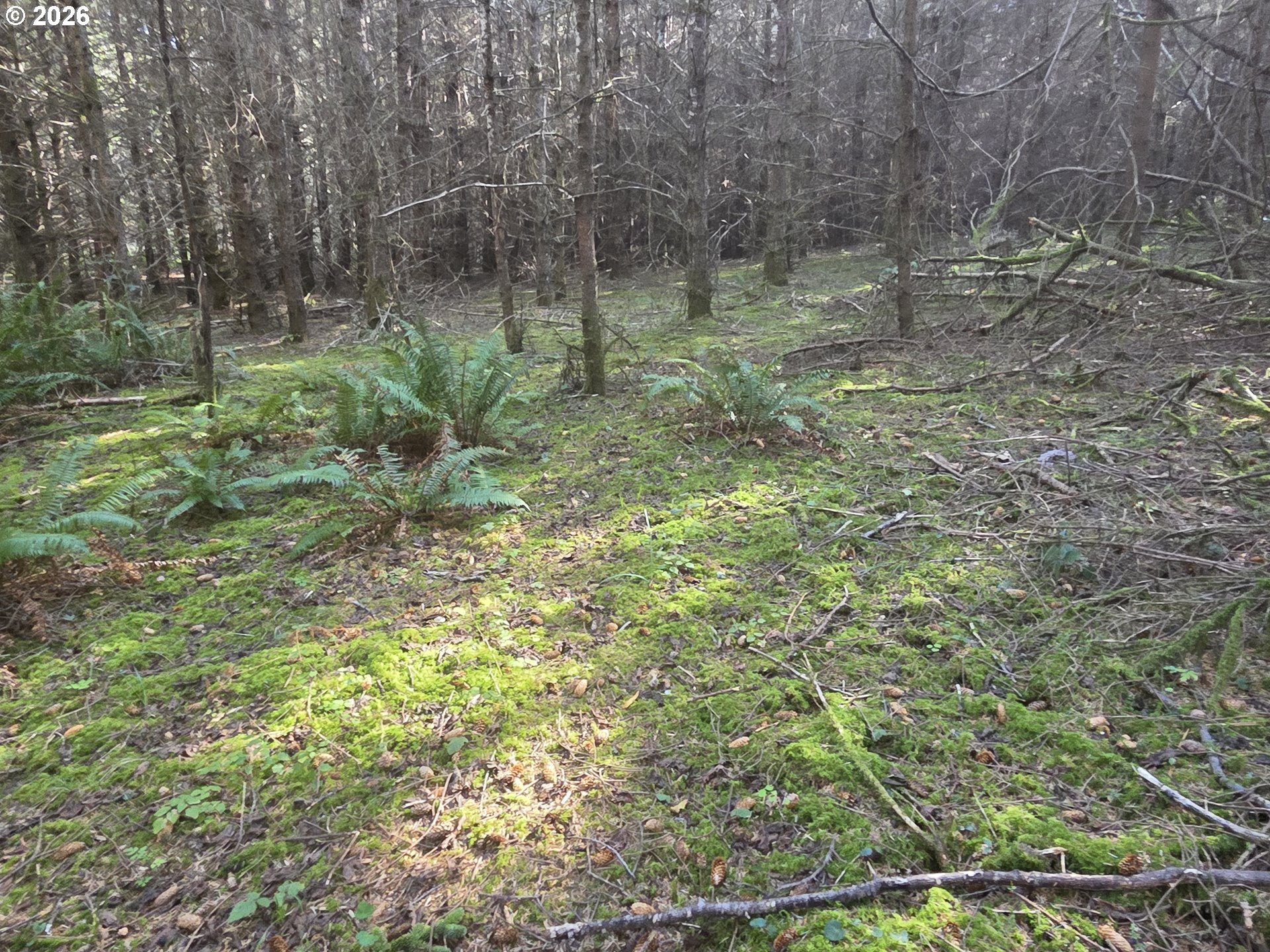 Greggs Creek Road, Unit 300 Gold Beach, OR 97444 - Photo 30 of 43 a view of a forest with trees in the background