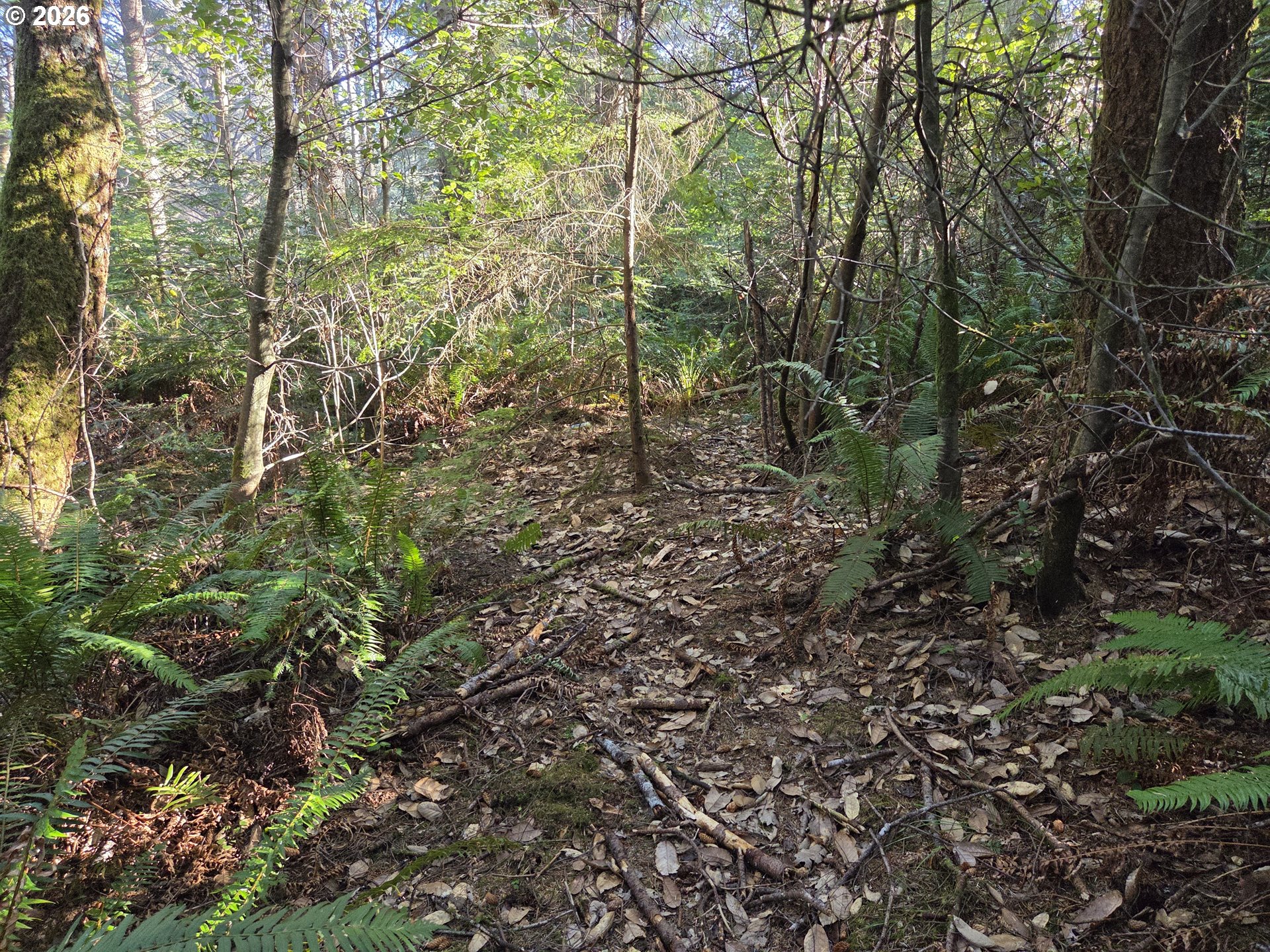Greggs Creek Road, Unit 300 Gold Beach, OR 97444 - Photo 3 of 43 a view of a forest with lots of trees