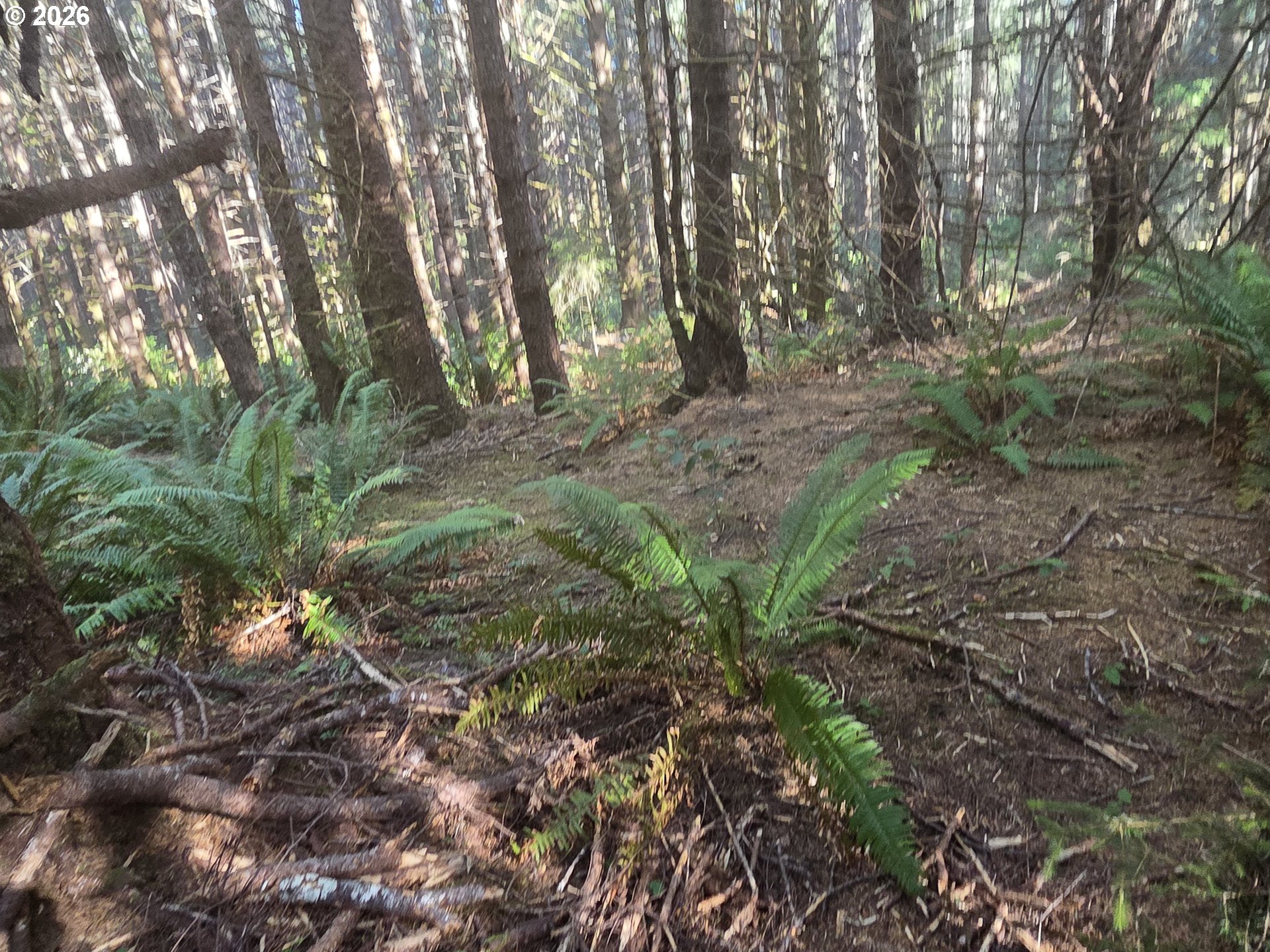 Greggs Creek Road, Unit 300 Gold Beach, OR 97444 - Photo 34 of 43 a view of a forest with trees