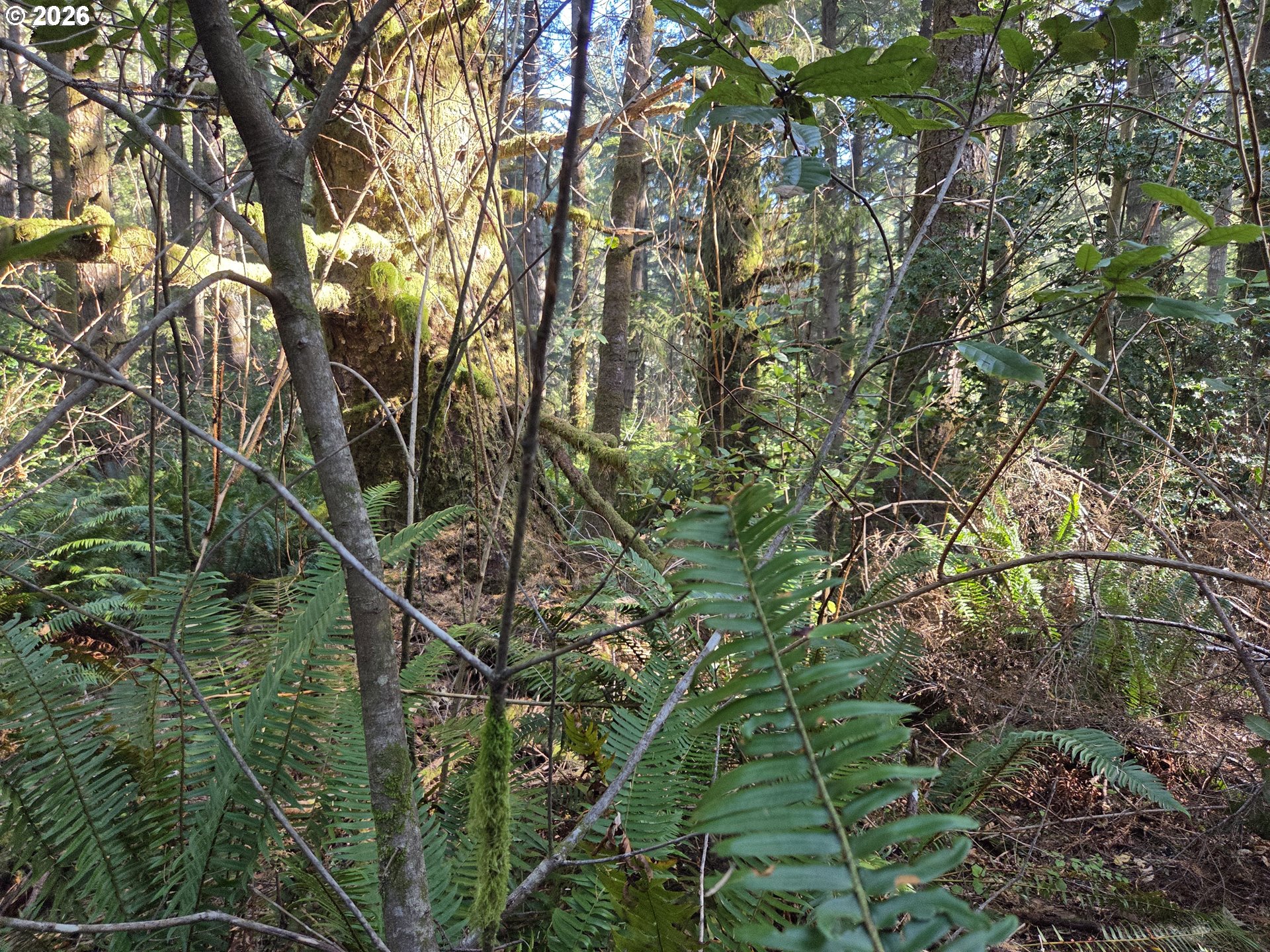 Greggs Creek Road, Unit 300 Gold Beach, OR 97444 - Photo 38 of 43 a backyard of a house with lots of trees