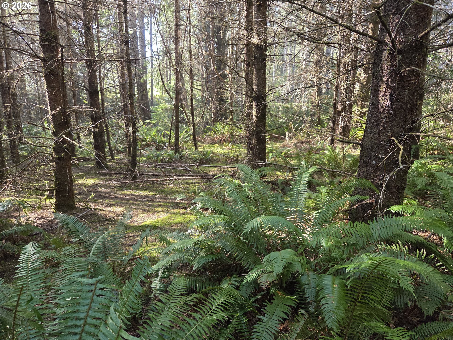 Greggs Creek Road, Unit 300 Gold Beach, OR 97444 - Photo 39 of 43 a view of outdoor space with trees