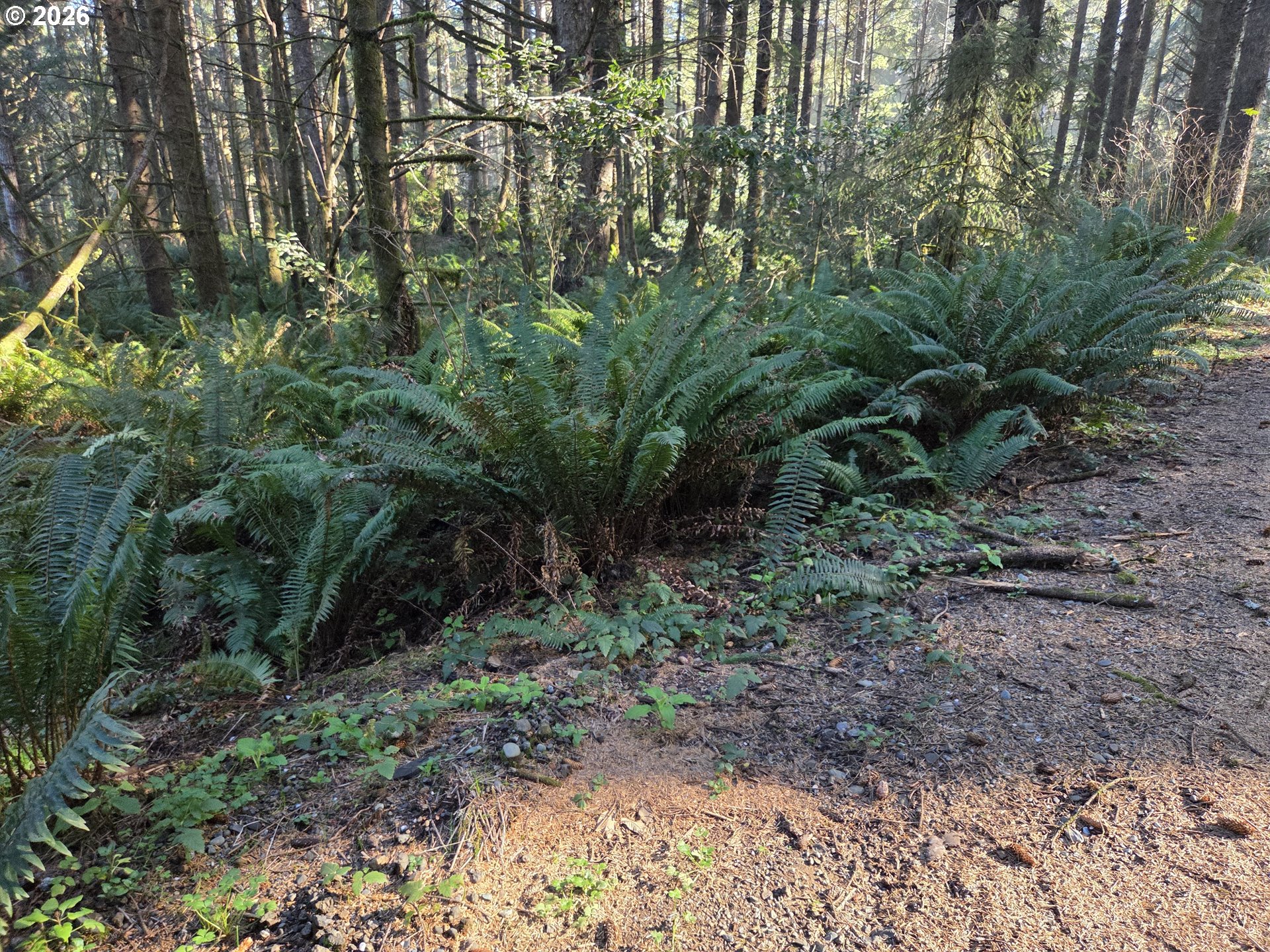 Greggs Creek Road, Unit 300 Gold Beach, OR 97444 - Photo 4 of 43 a view of a yard with plants and large trees