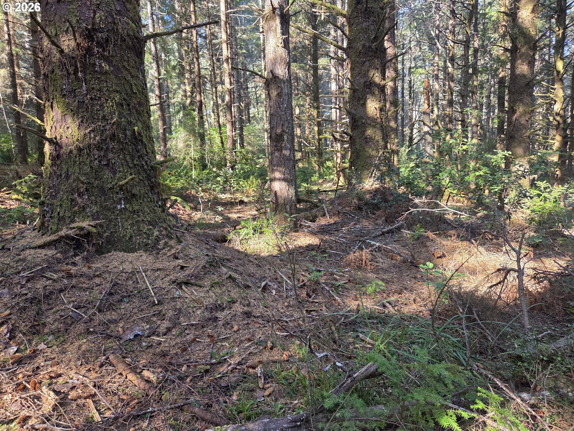 Greggs Creek Road, Unit 300 Gold Beach, OR 97444 - Photo 41 of 43 a view of a forest with large trees