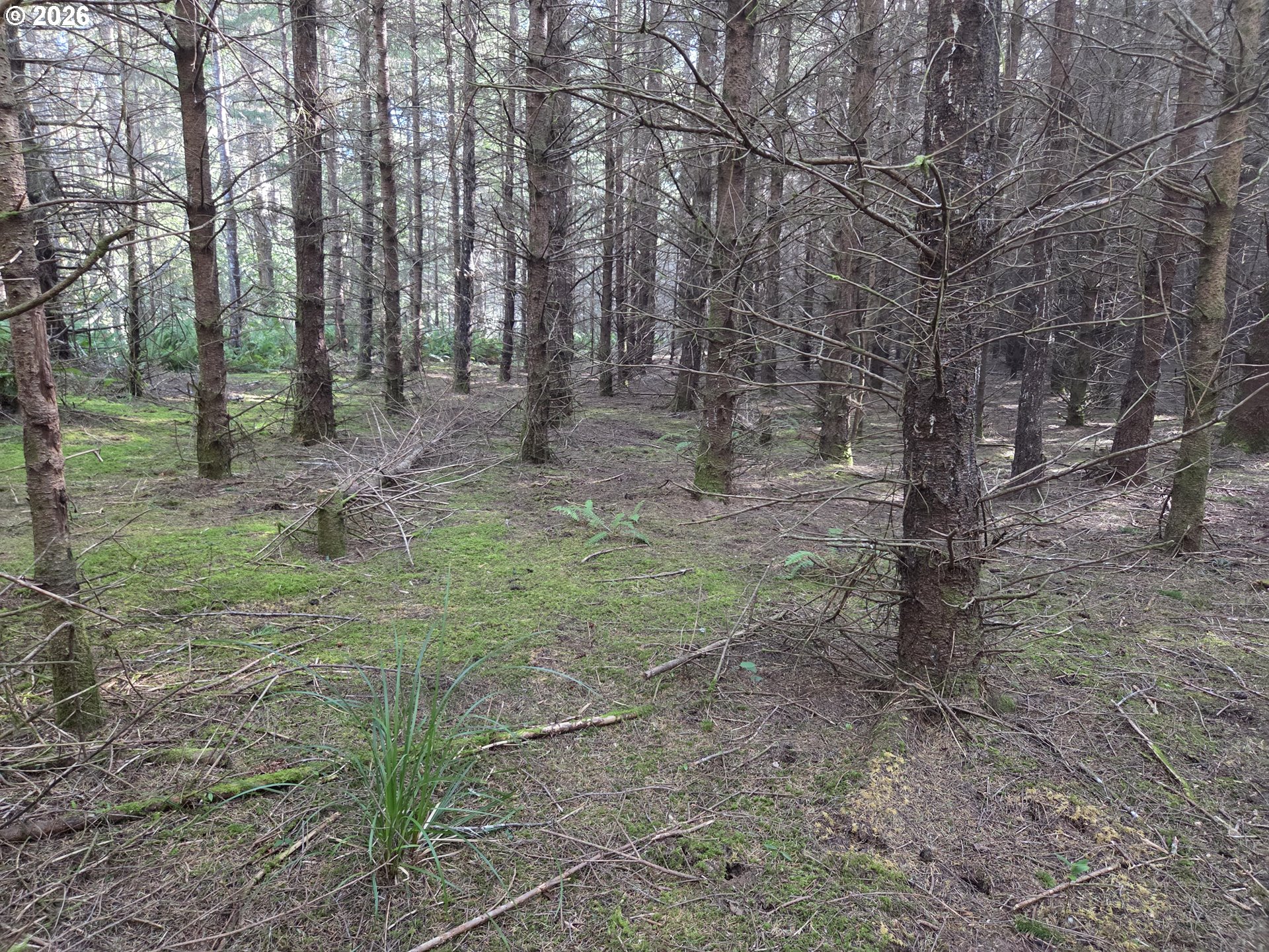Greggs Creek Road, Unit 300 Gold Beach, OR 97444 - Photo 42 of 43 a view of a forest with trees in the background