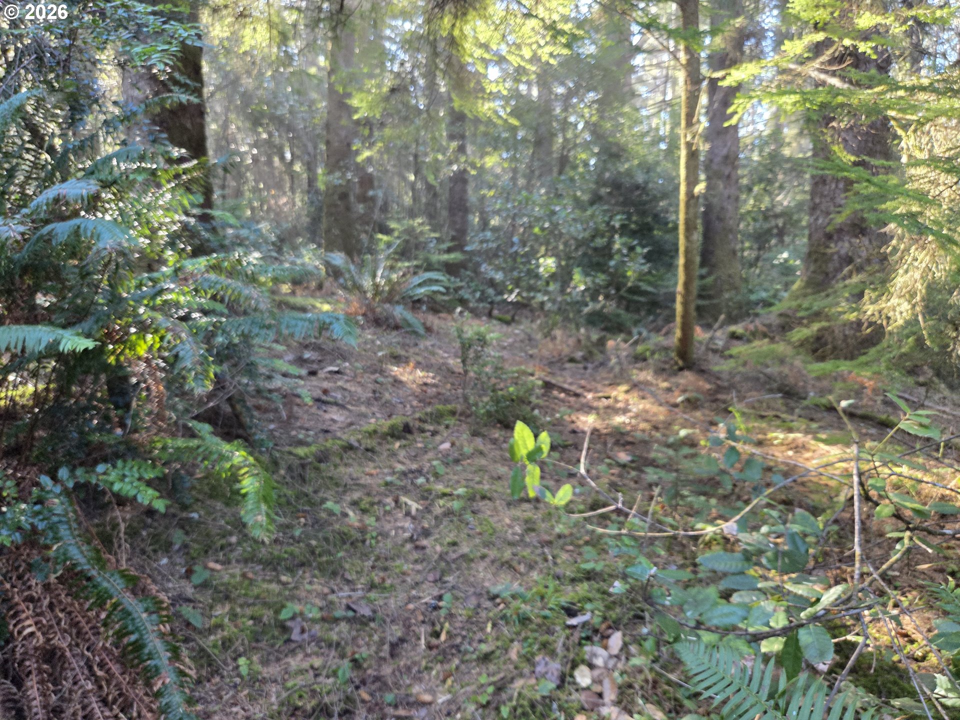 Greggs Creek Road, Unit 300 Gold Beach, OR 97444 - Photo 6 of 43 a view of a forest with of trees