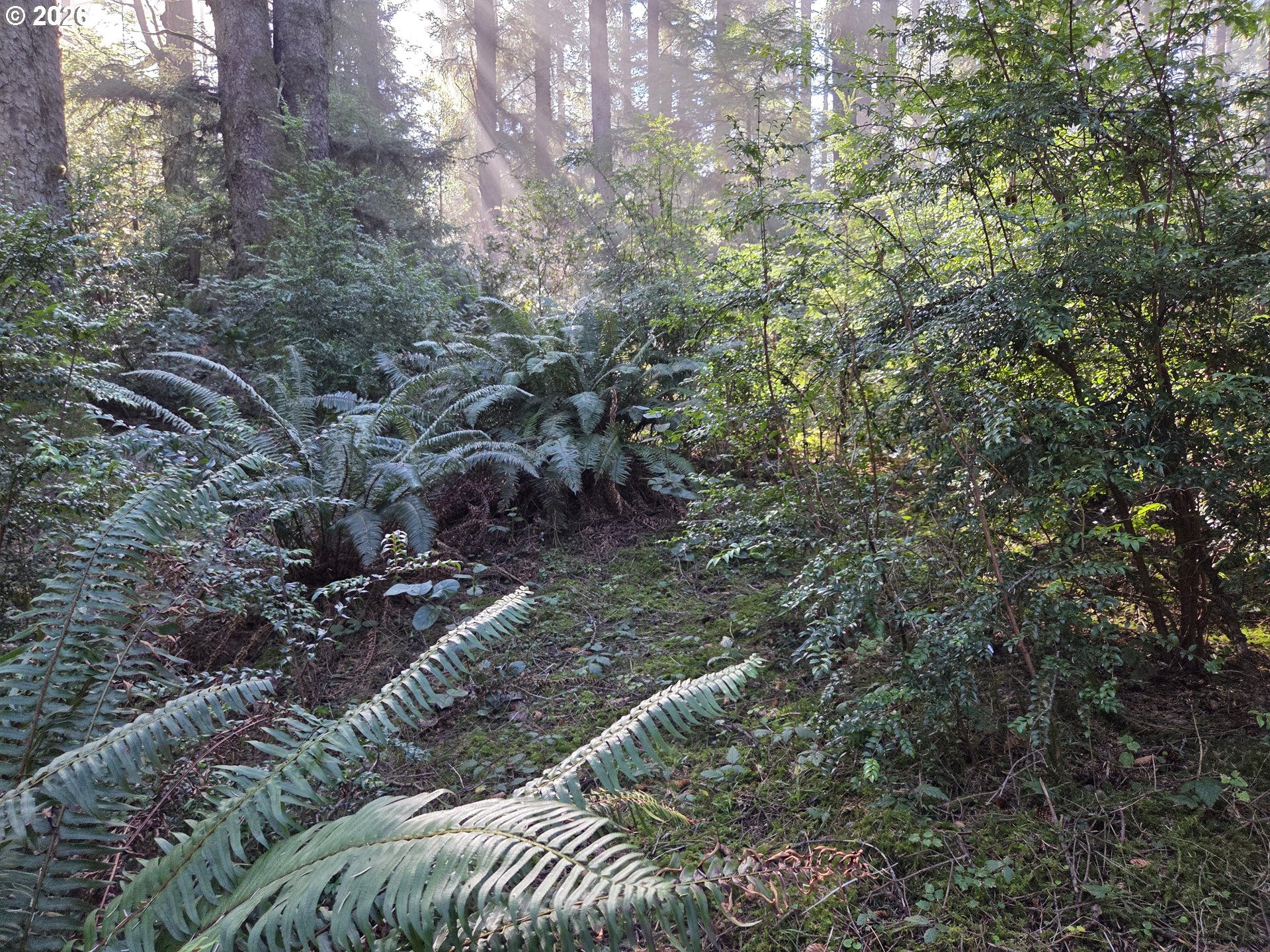 Greggs Creek Road, Unit 300 Gold Beach, OR 97444 - Photo 8 of 43 a view of a yard with plants and a tree