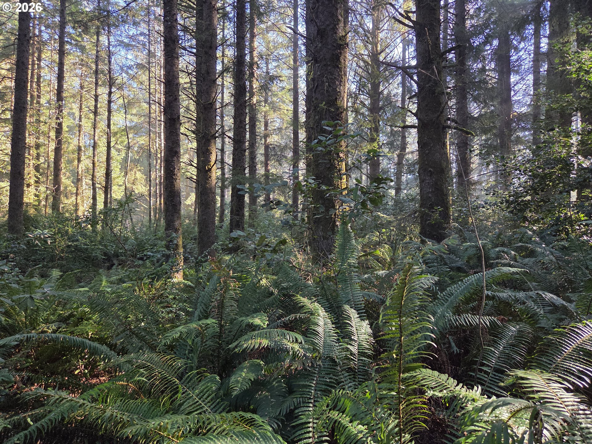 Greggs Creek Road, Unit 300 Gold Beach, OR 97444 - Photo 10 of 43 a view of forest