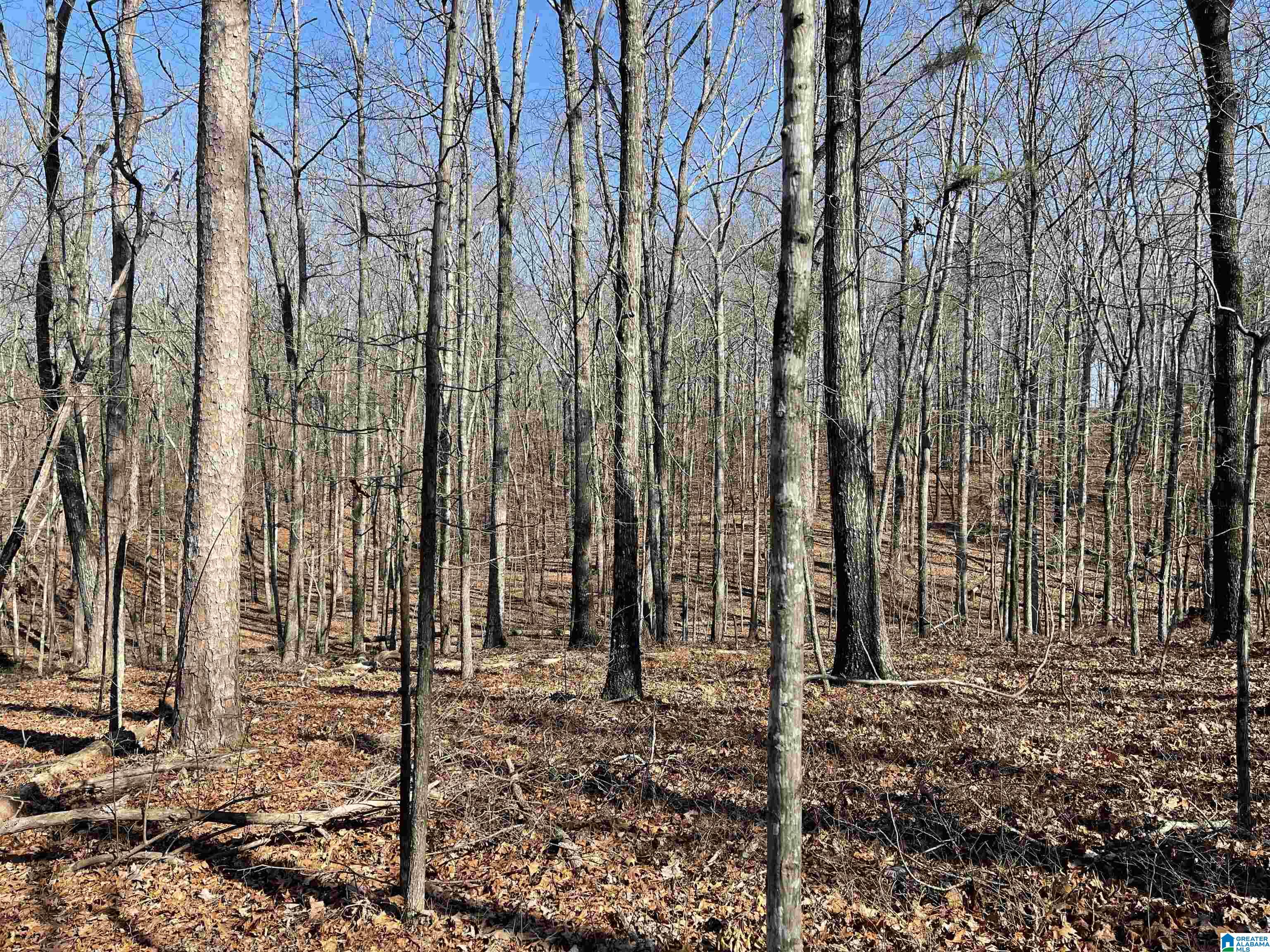 0 County Road 852, Unit 2 Ranburne, AL 36273 - Photo 13 of 19
