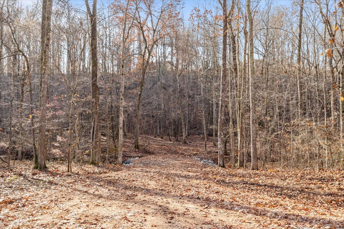a view of a backyard with trees