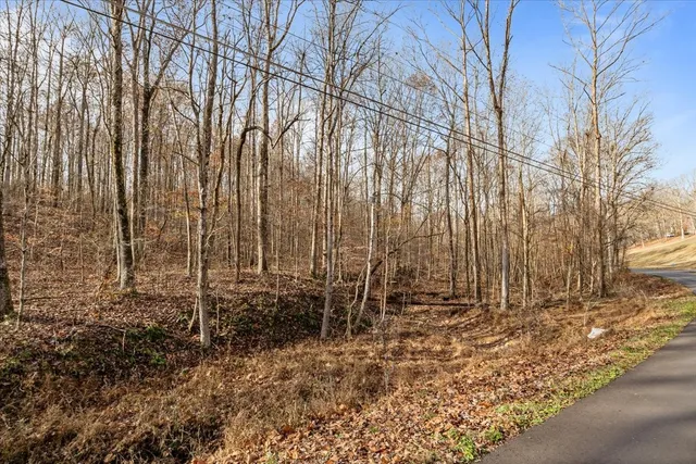a view of a dry yard with trees