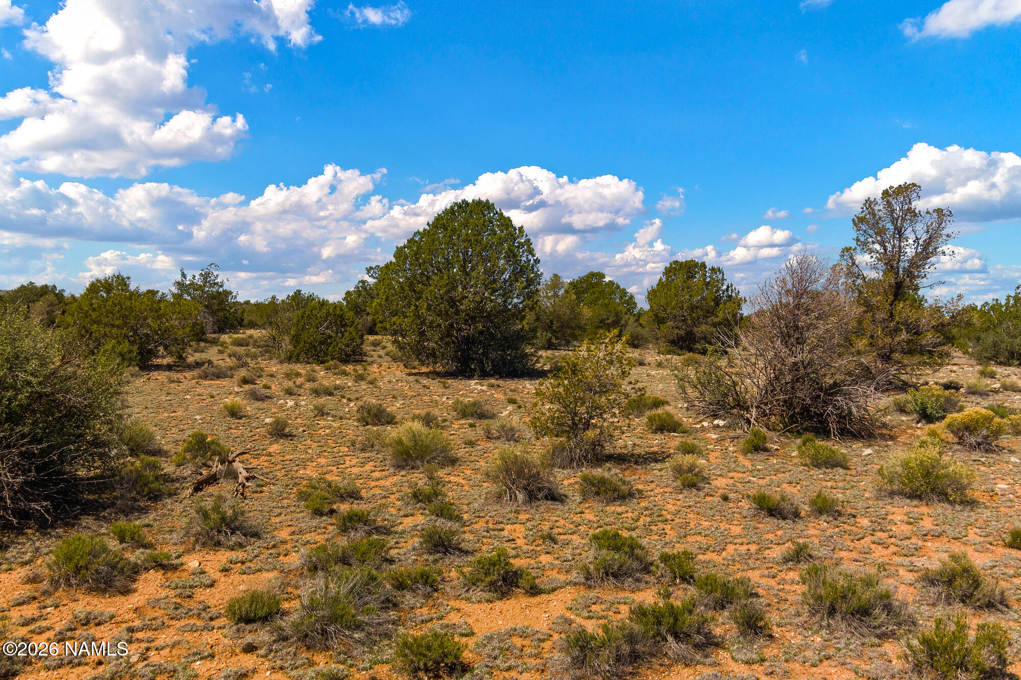 10529 West Red Bluff Road Williams, AZ 86046 - Photo 20 of 35 a view of a bunch of trees