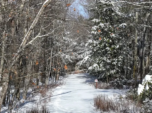 a view of a yard with a tree