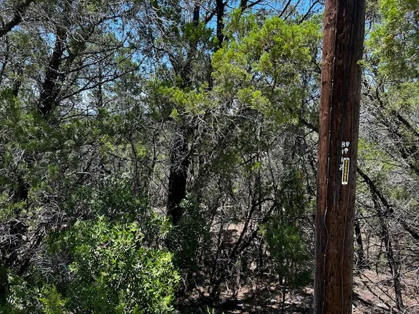 a view of a tree in a forest