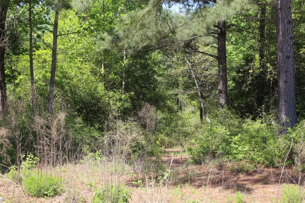 a view of a forest