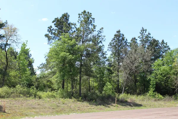 a view of a forest with trees in the background