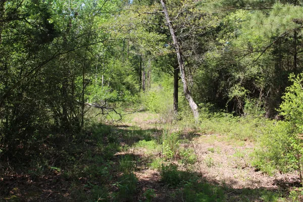 a view of forest