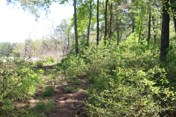 a view of a garden